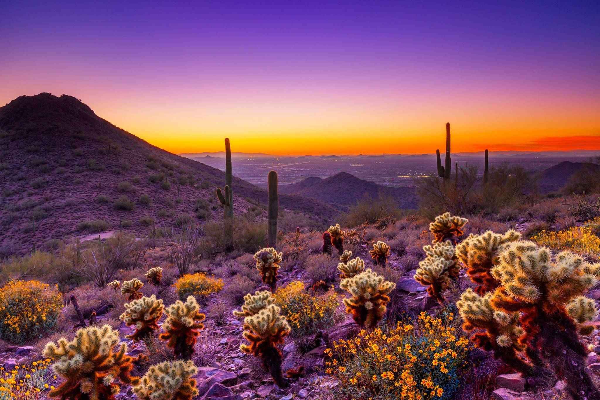 purple cactus garden, Arizona desert, desert sunset, Full HD Desktop Wallpaper