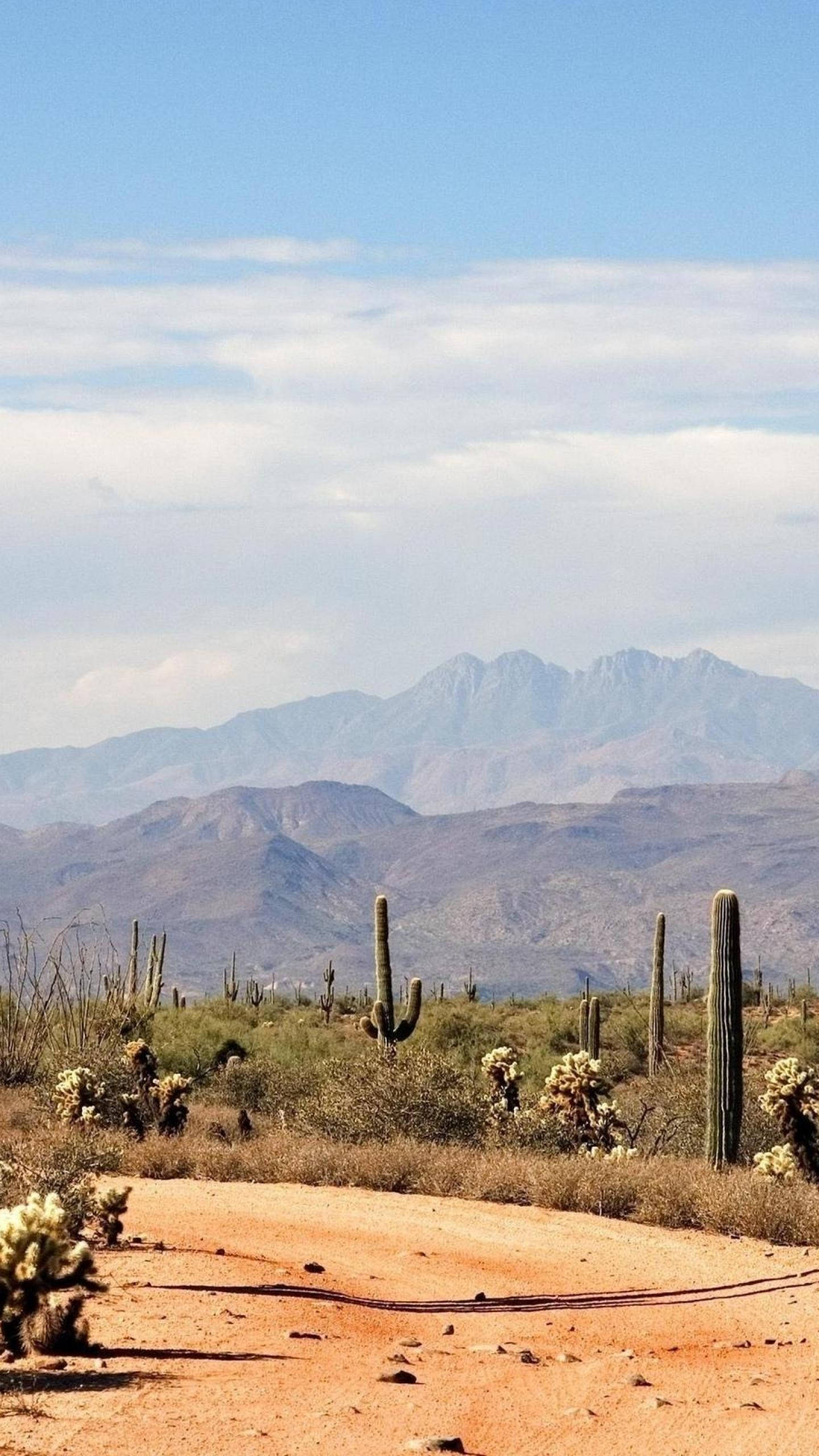 Arizona desert, saguaro cacti, purple mountains, 2K Phone Wallpaper