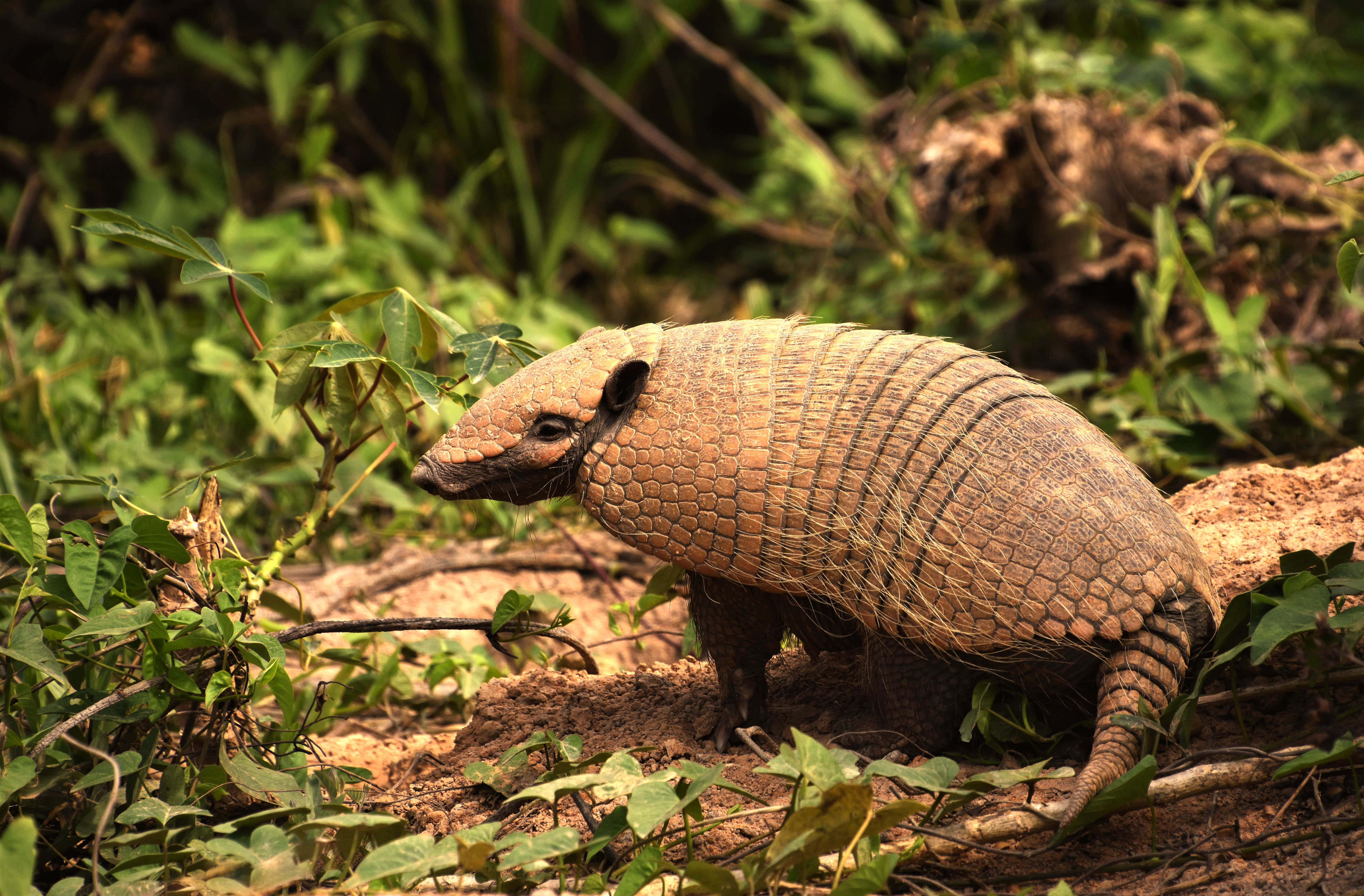 Armadillo, natural habitat, segmented brown armor, 5K Desktop Wallpaper