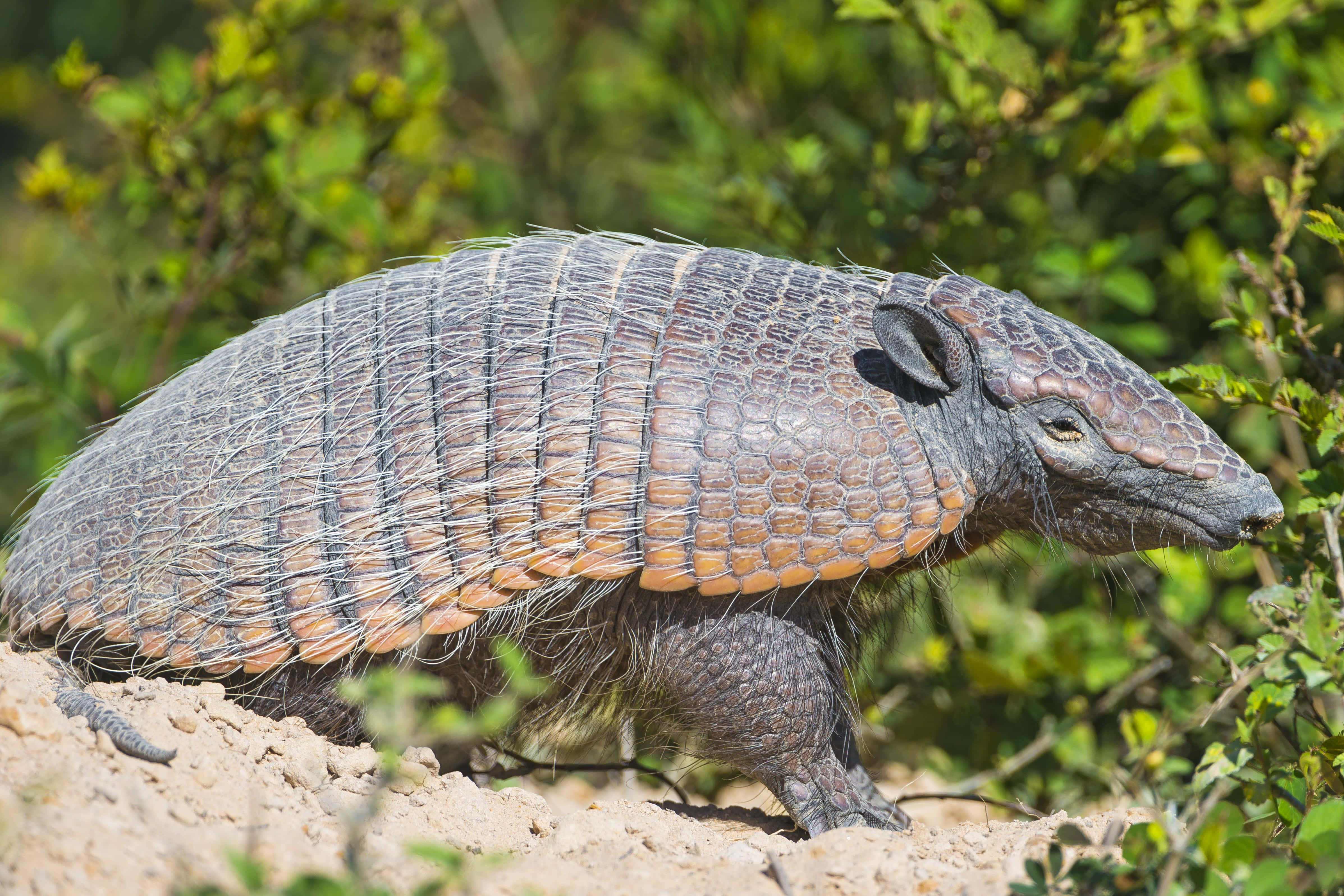 Armadillo, armored shell, whiskers, 4K Desktop Wallpaper