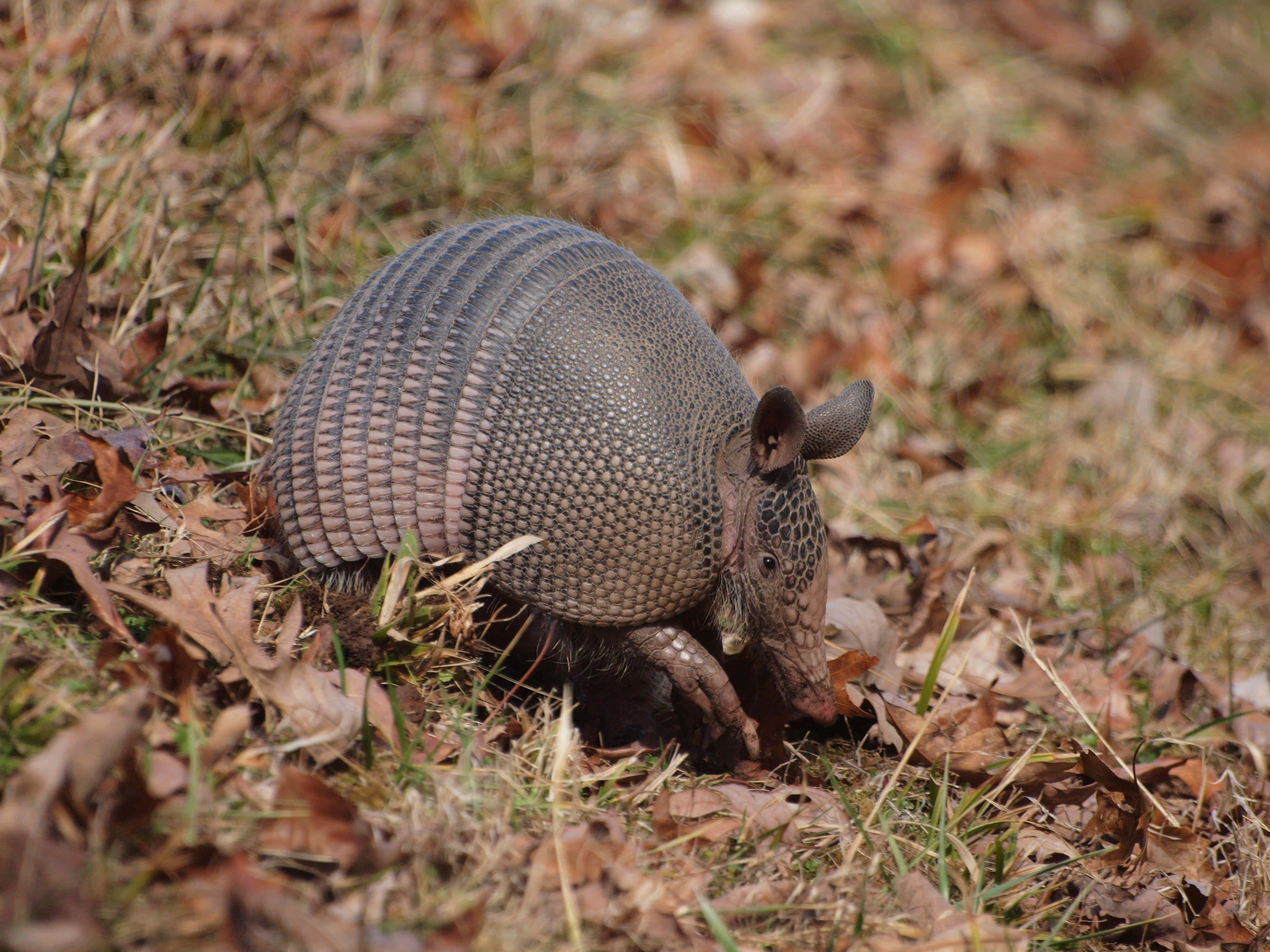 Armadillo, natural habitat, sunlit, 4K Desktop Wallpaper