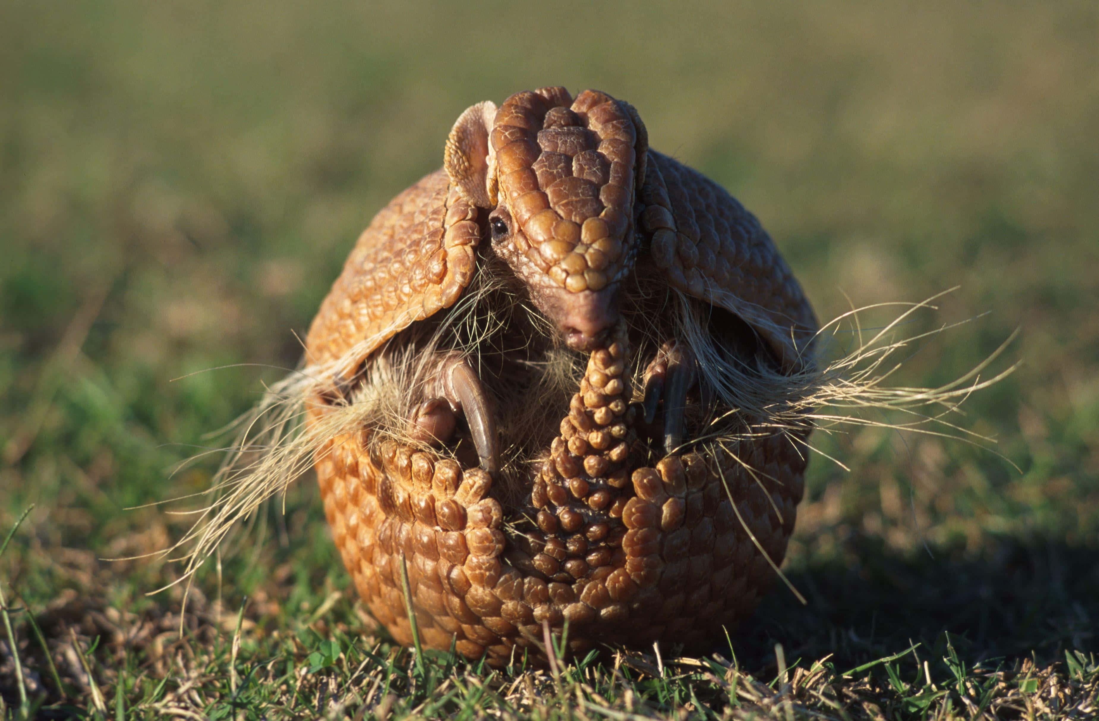 Armadilloin, Defensive Ball, textured brown shell, 2K Desktop Wallpaper