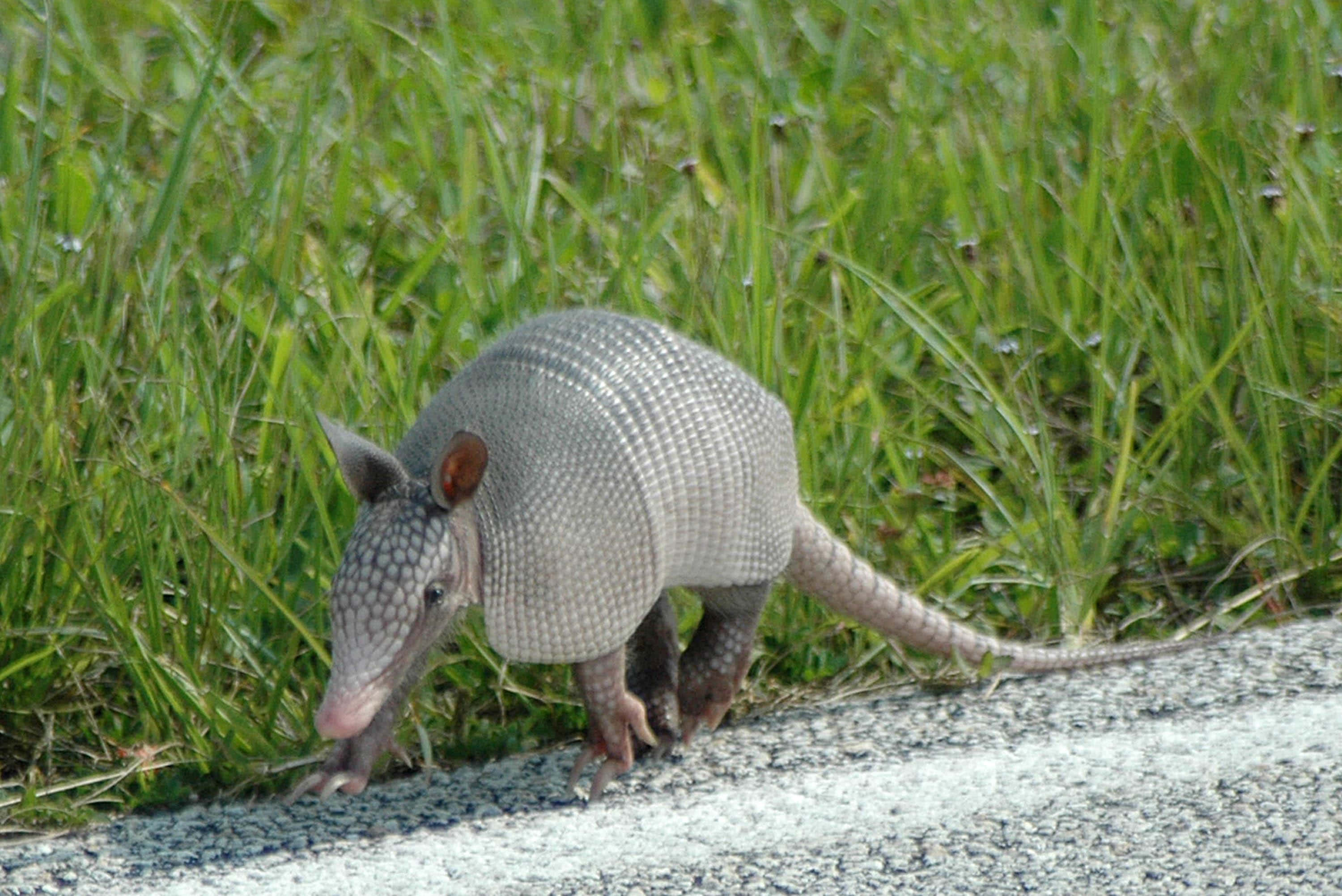 Armadillo, segmented gray shell, gravel path, 2K Desktop Wallpaper
