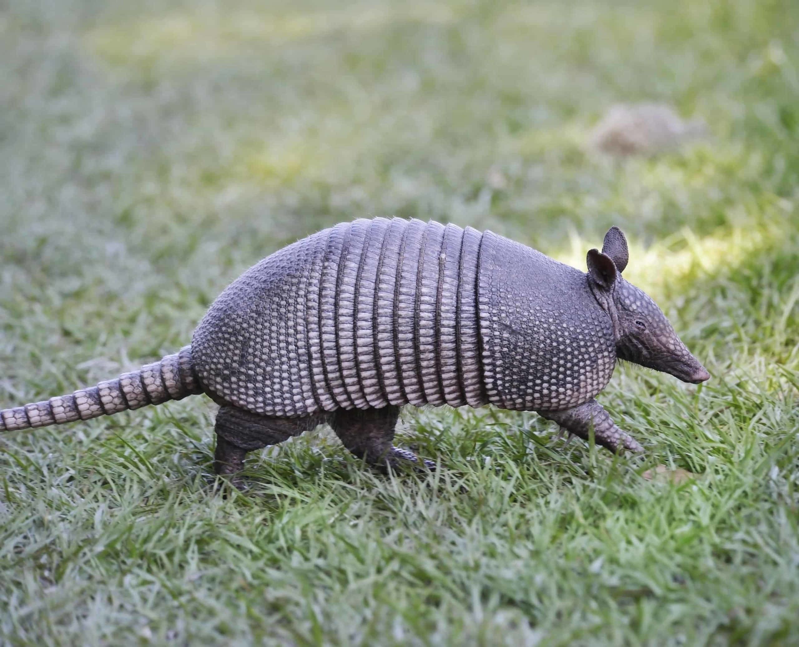 Armadillo, segmented gray armor, vibrant green grass, 2K Desktop Wallpaper