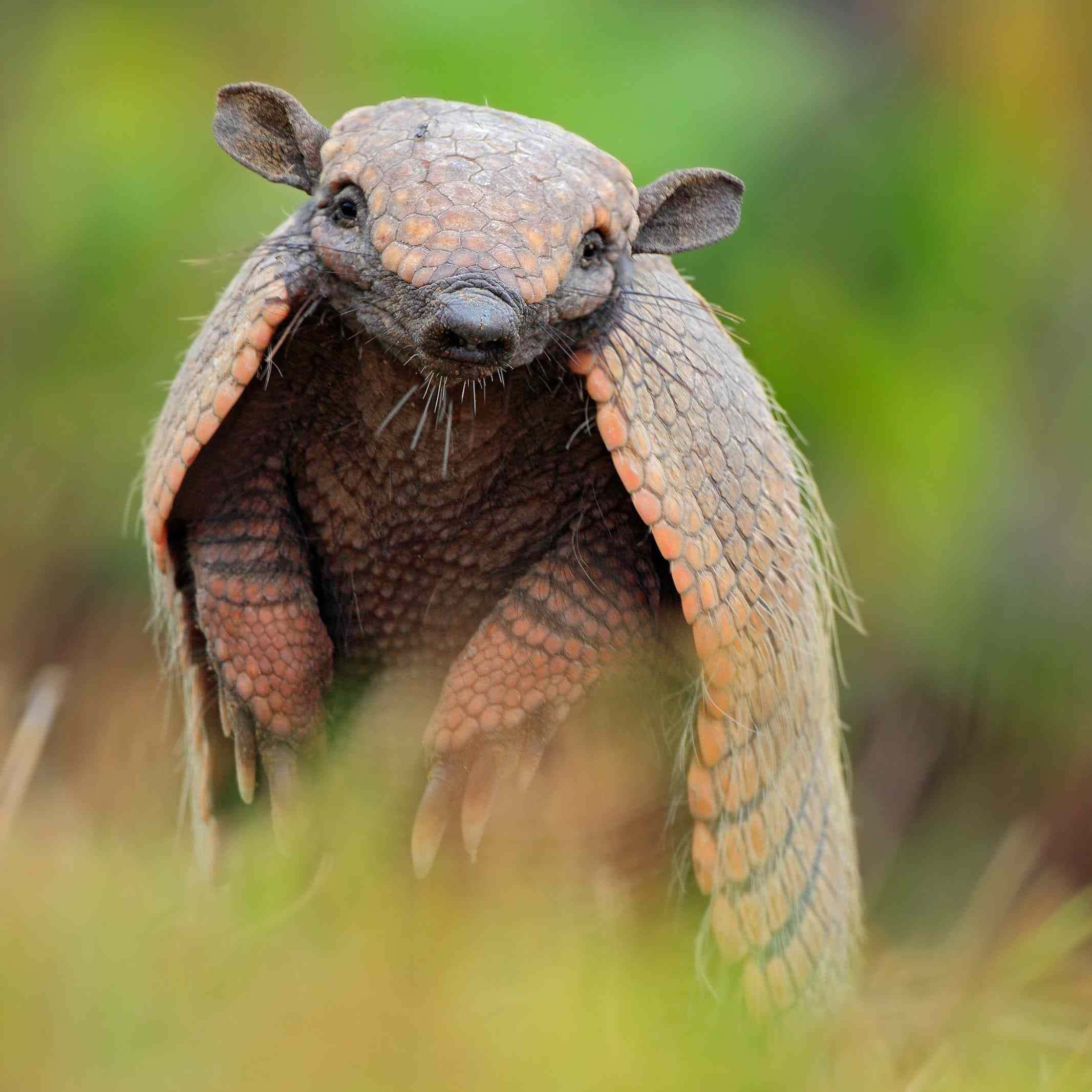 Armadillo, grass, close-up photo, Full HD Desktop Wallpaper