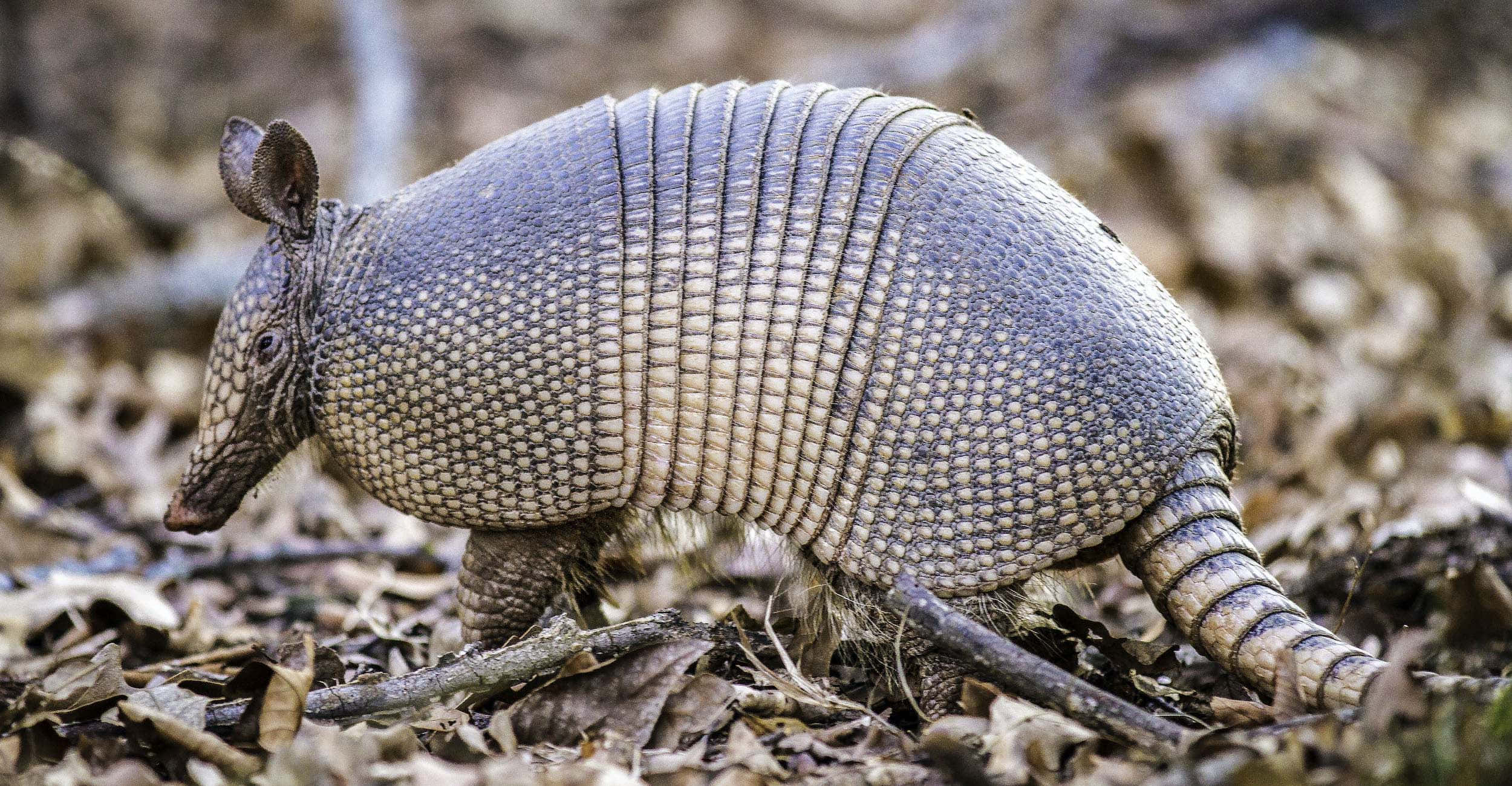 Armadillo, segmented grayish armor, bed of dry brown leaves, Full HD Desktop Wallpaper