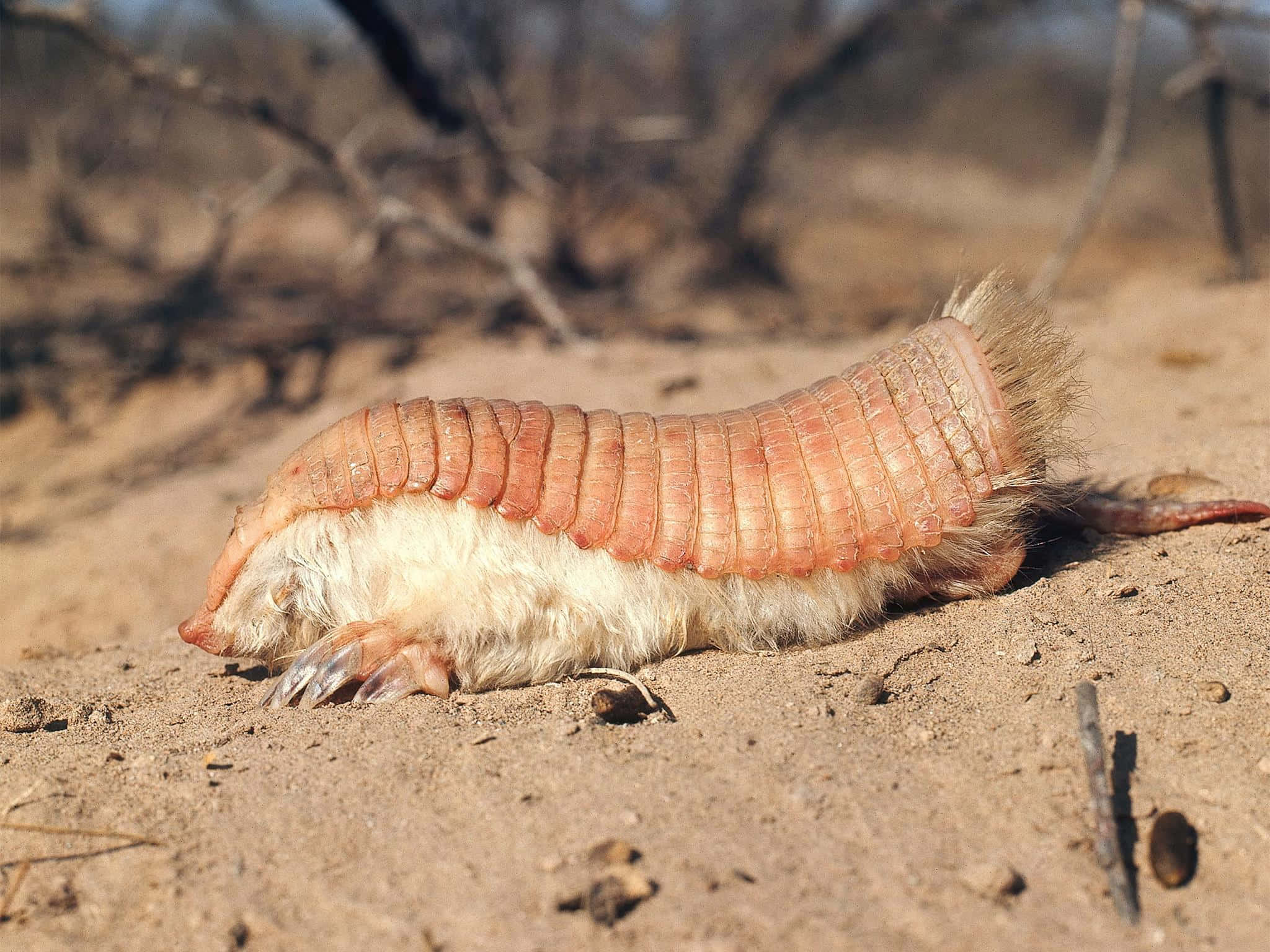 Armadillo, natural habitat, dry sandy ground, Full HD Desktop Wallpaper