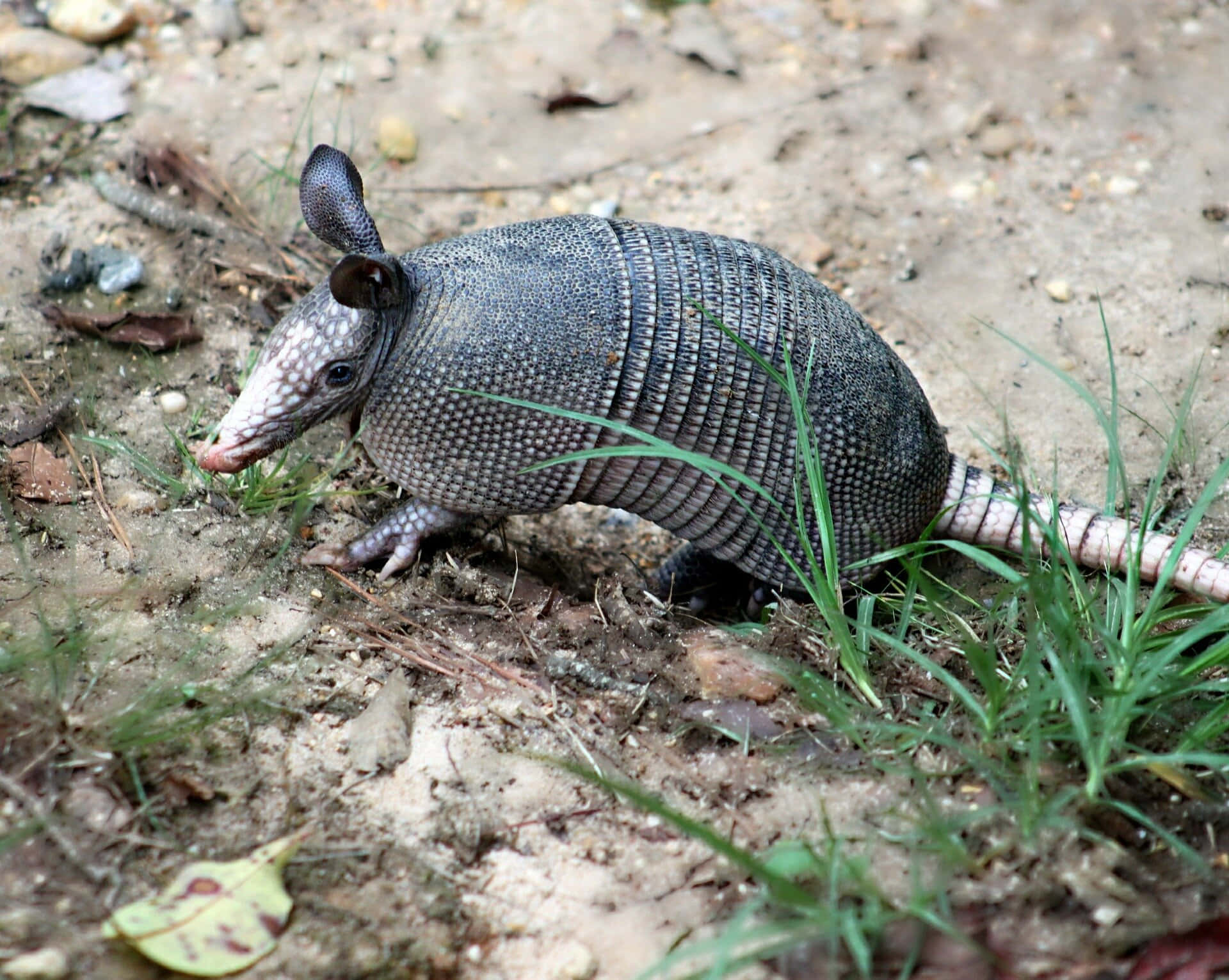 Armadillo, segmented gray shell, dirt, Full HD Desktop Wallpaper