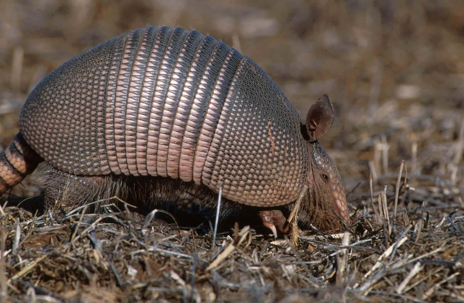 Armadillo, segmented armor, dry grass, Full HD Desktop Wallpaper