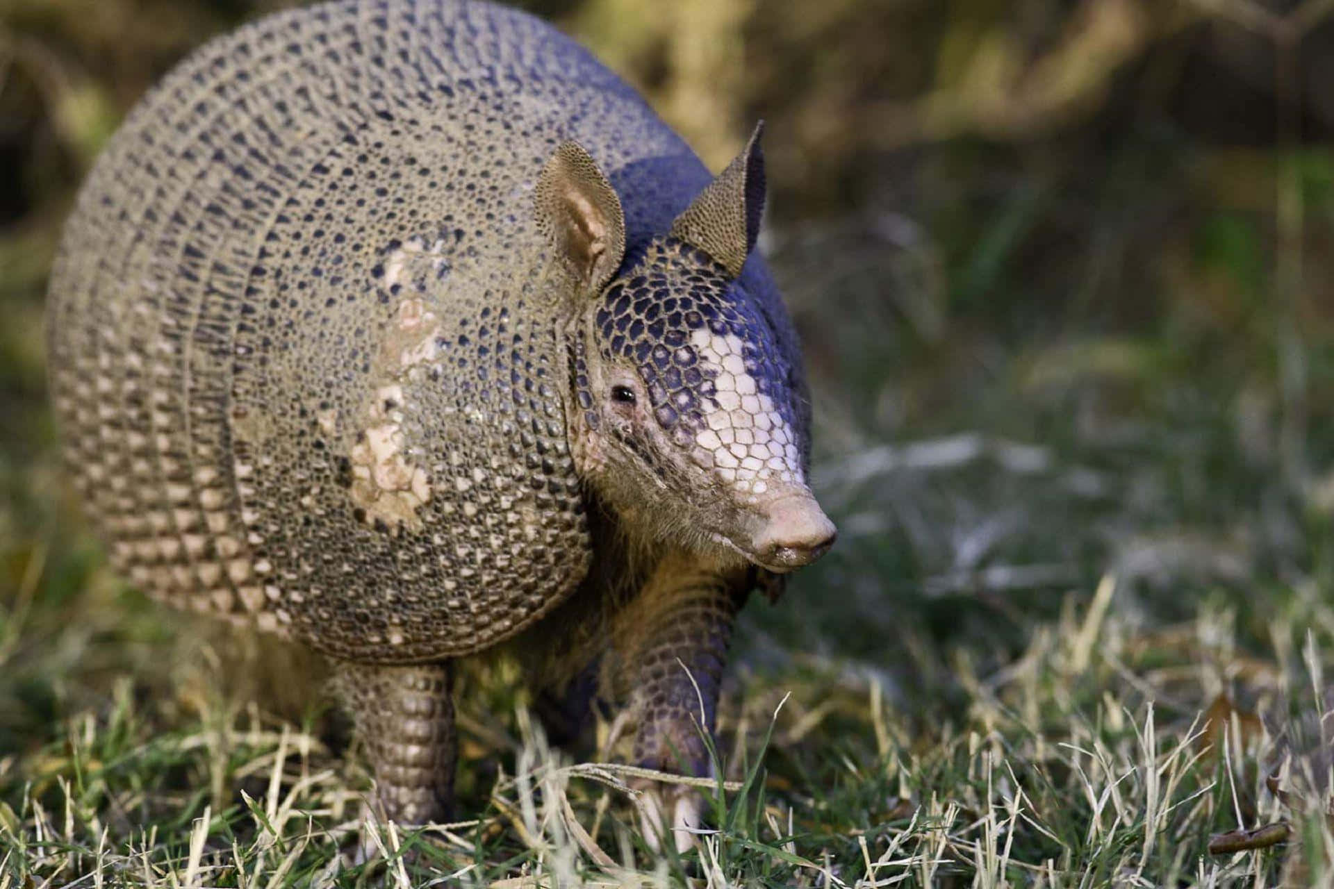 armadillo, textured armored shell, grassy terrain, Full HD Desktop Wallpaper