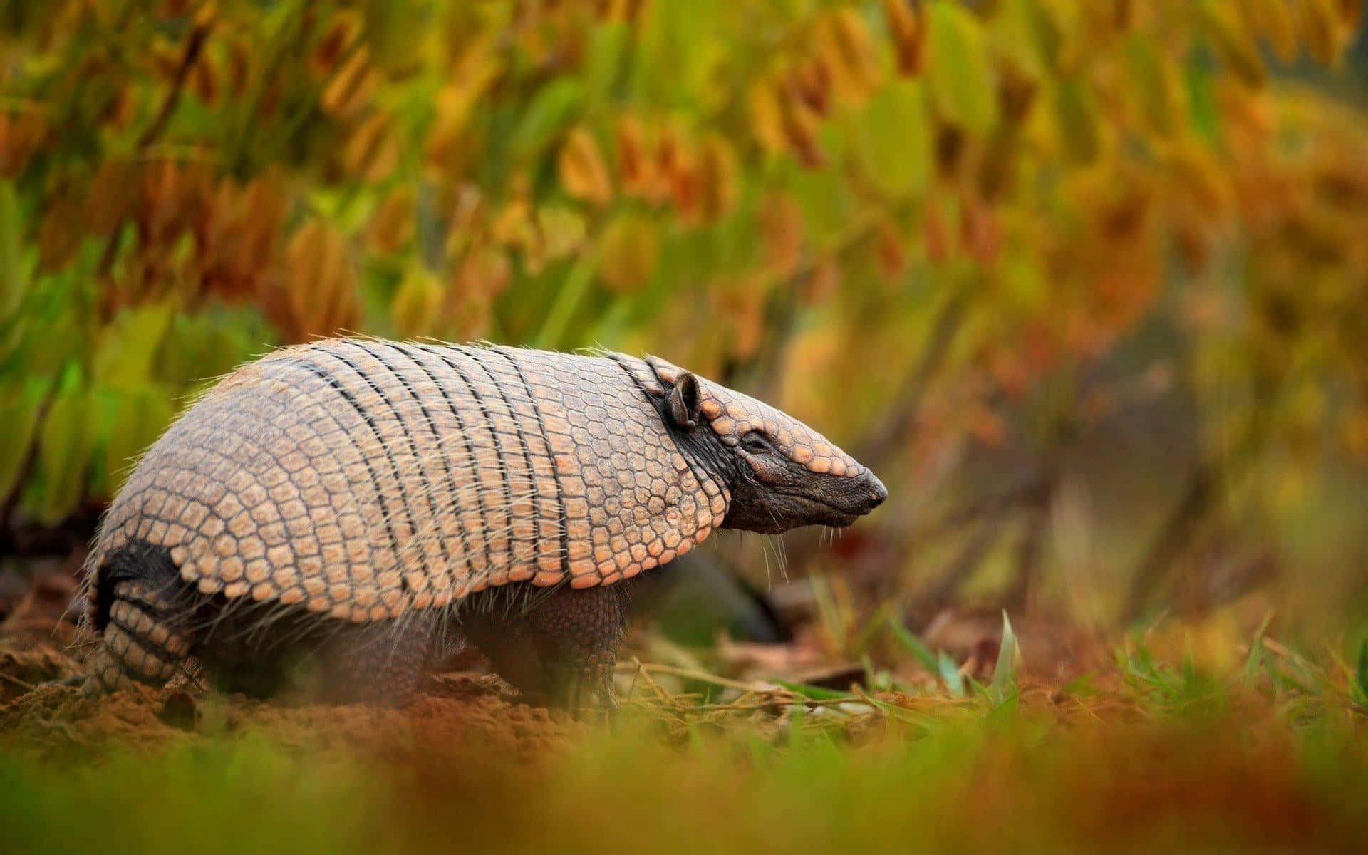 Armadillo, autumn foliage, sunlit grassy field, Full HD Desktop Wallpaper