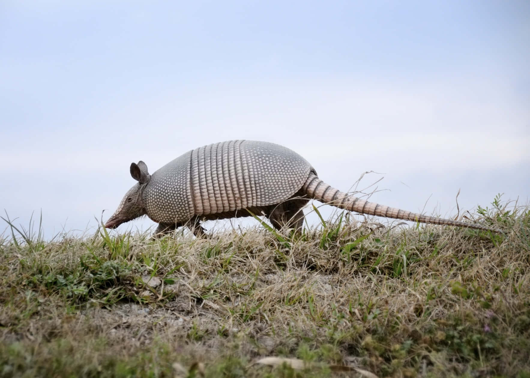 Armadillo, segmented shell, dry grass, HD Desktop Wallpaper