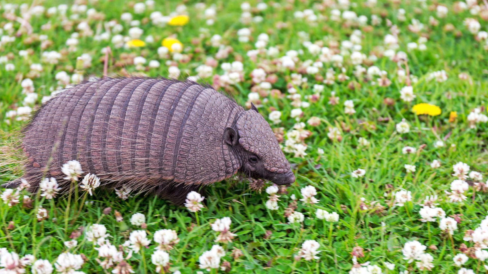 Armadillo, grassy field, green grass, Full HD Desktop Wallpaper