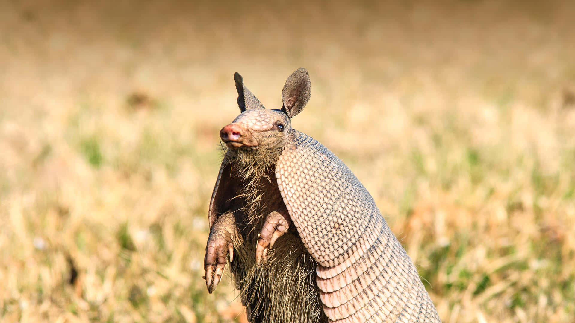 Armadillo, grassland, sunlit, Full HD Desktop Wallpaper
