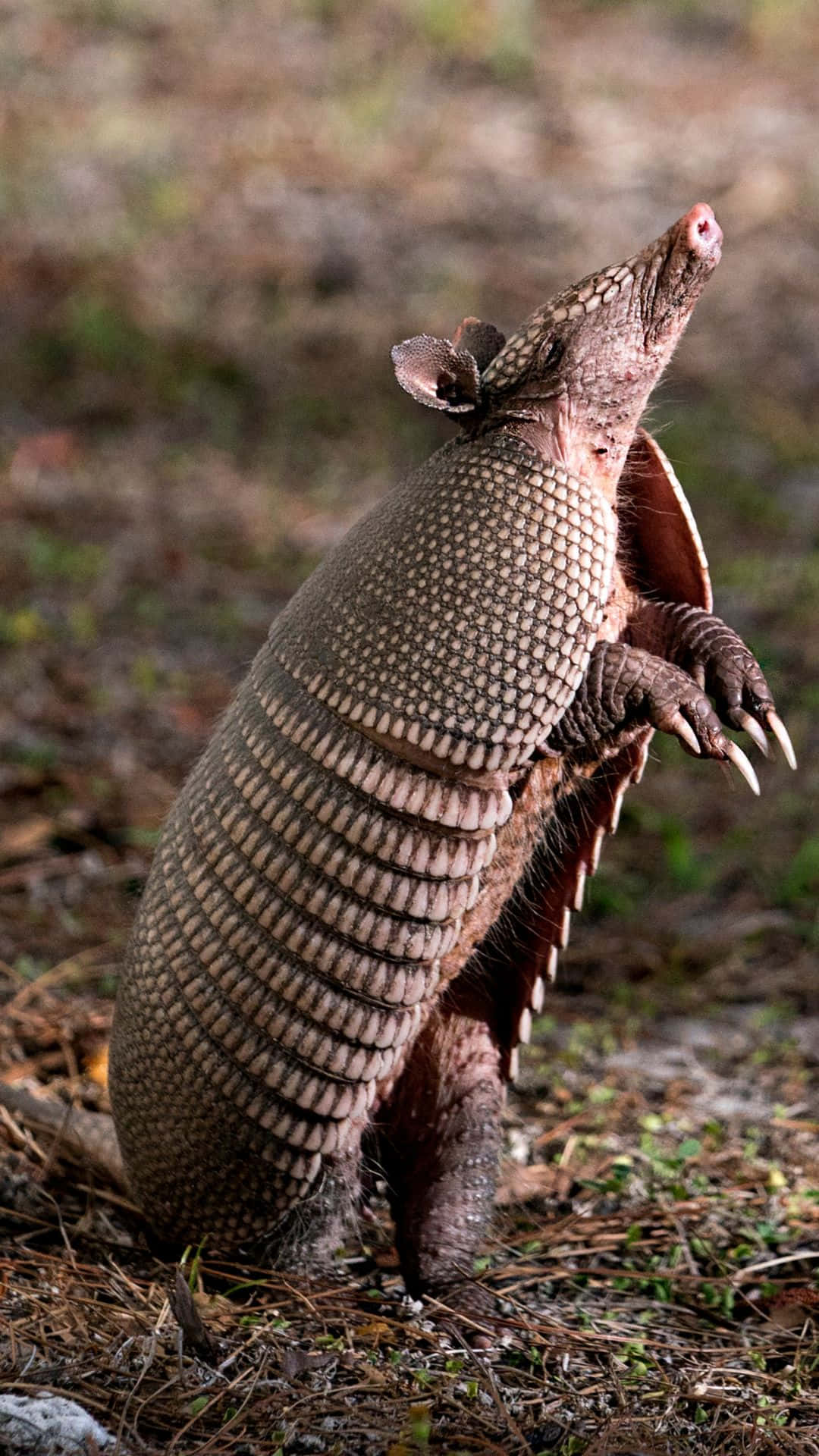 Armadillo, forest floor, textured armor, Full HD Phone Wallpaper