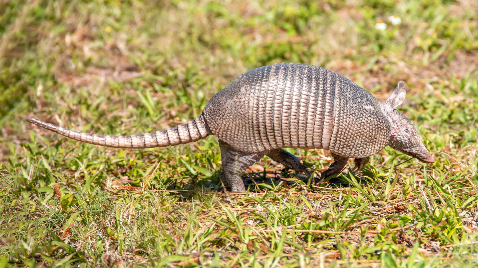 Armadillo, segmented gray armor, sunlit green grass, Full HD Desktop Wallpaper