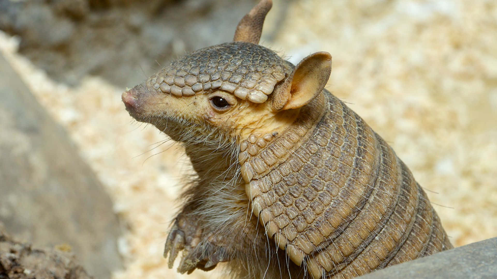 Armadillo, textured brown armor, soft fur, Full HD Desktop Wallpaper