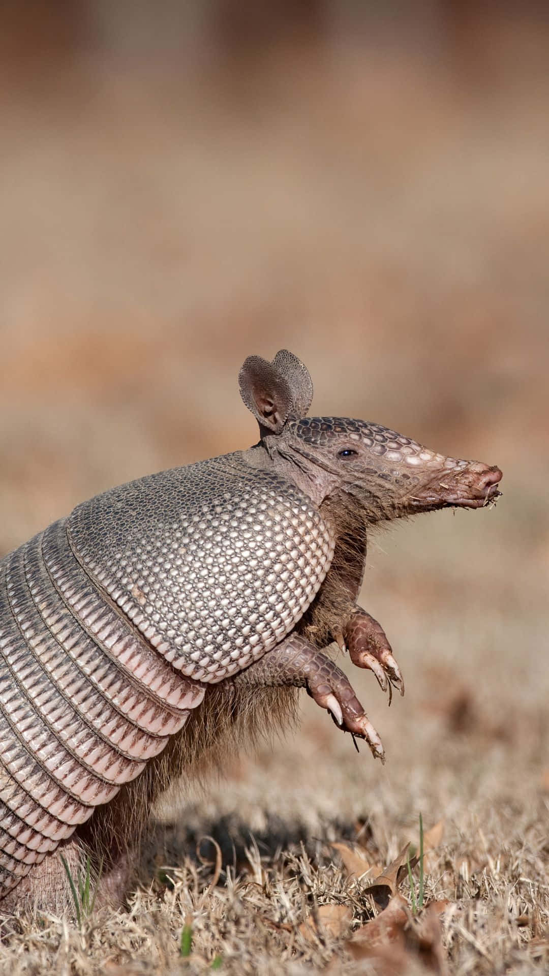 armadillo, dry grass, blurred earthy background, Full HD Phone Wallpaper