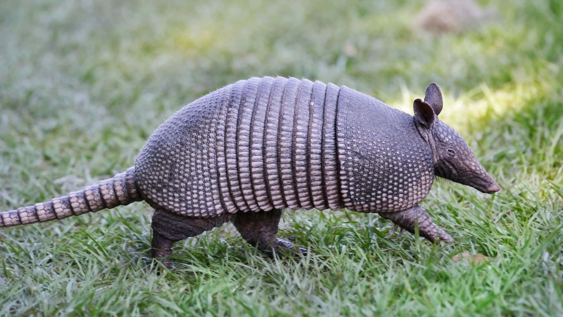 Armadillo, segmented gray armor, vibrant green grass, Full HD Desktop Wallpaper