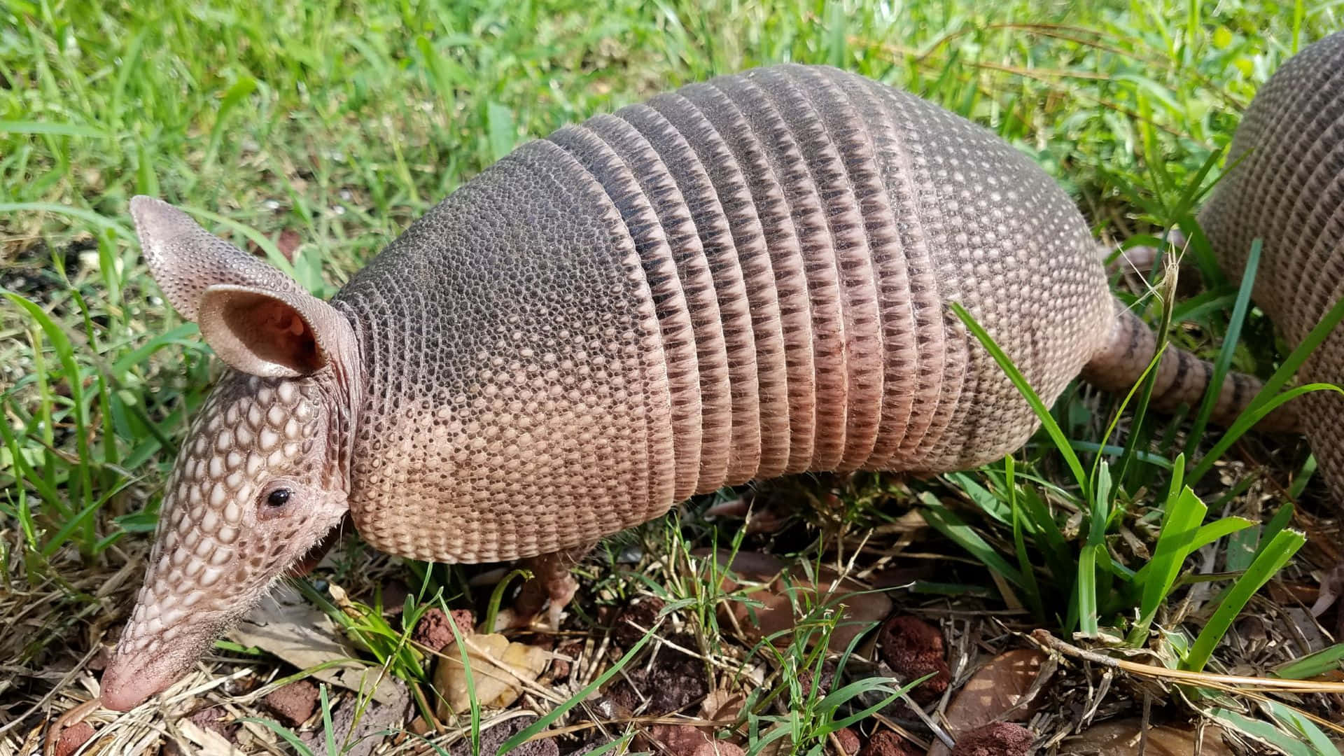 Armadillo, segmented brown shell, sunlit green grass, Full HD Desktop Wallpaper