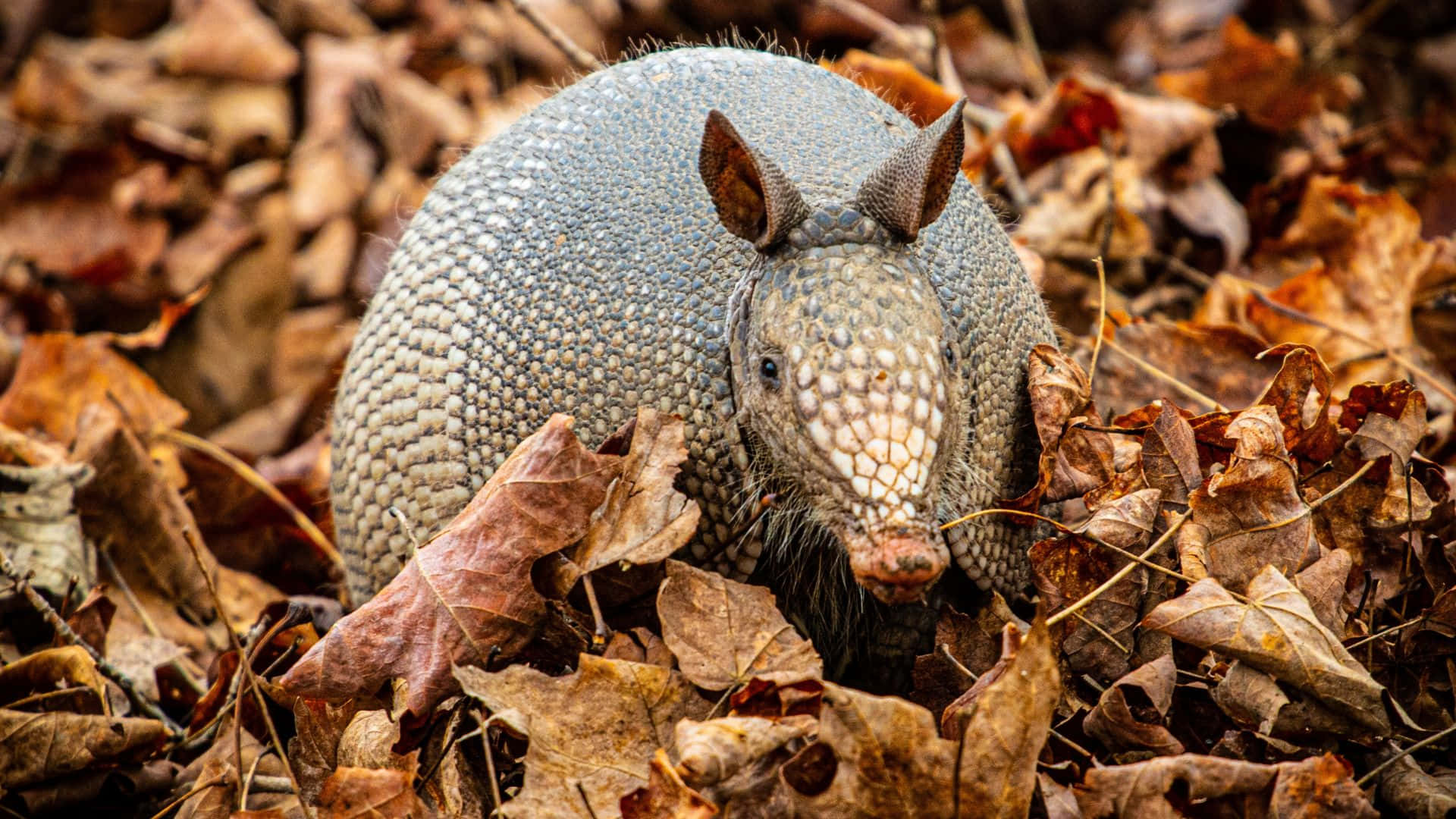 Armadillo, autumn leaves, dry brown, Full HD Desktop Wallpaper