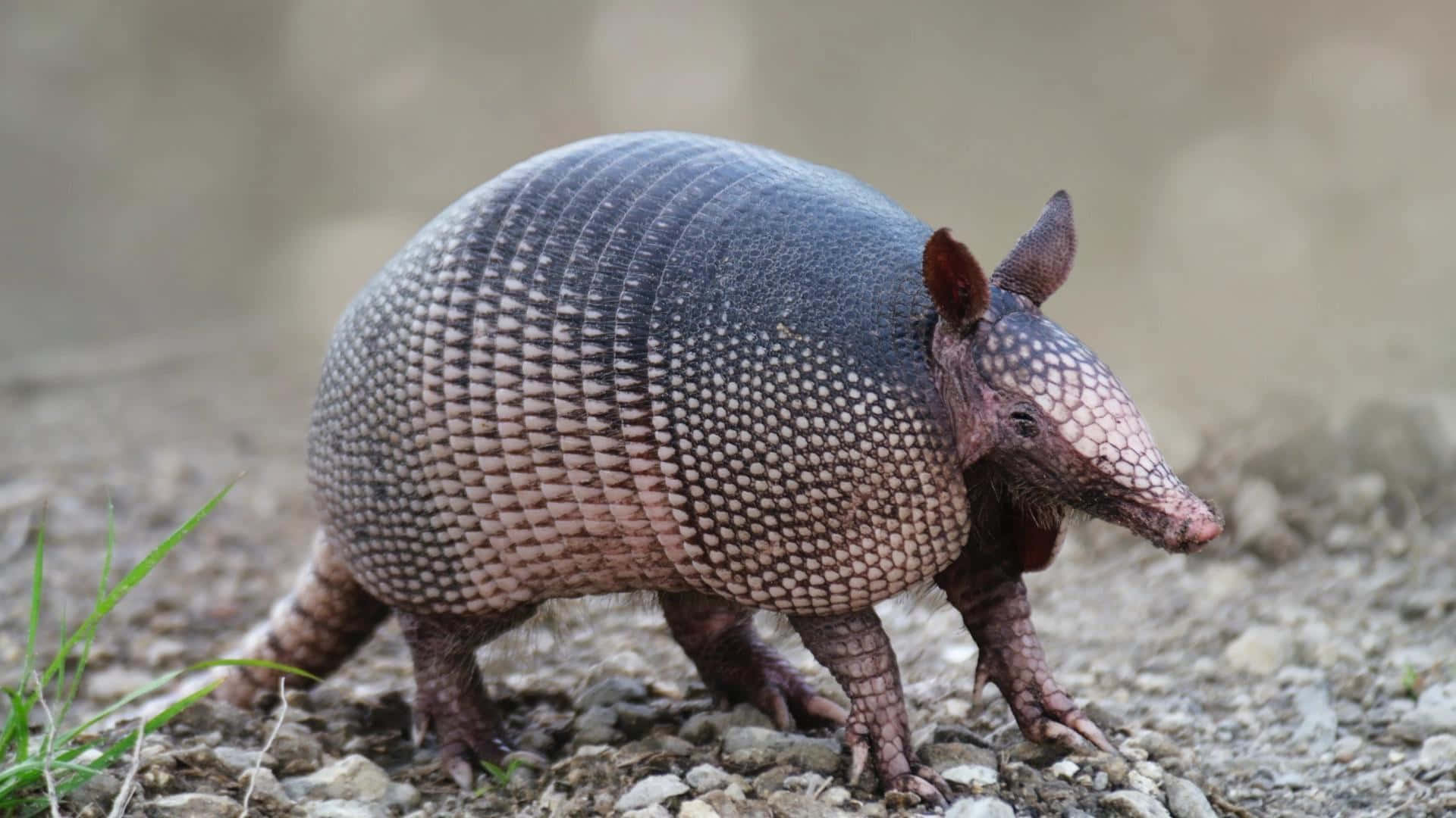 armadillo, rocky ground, sparse grass, Full HD Desktop Wallpaper