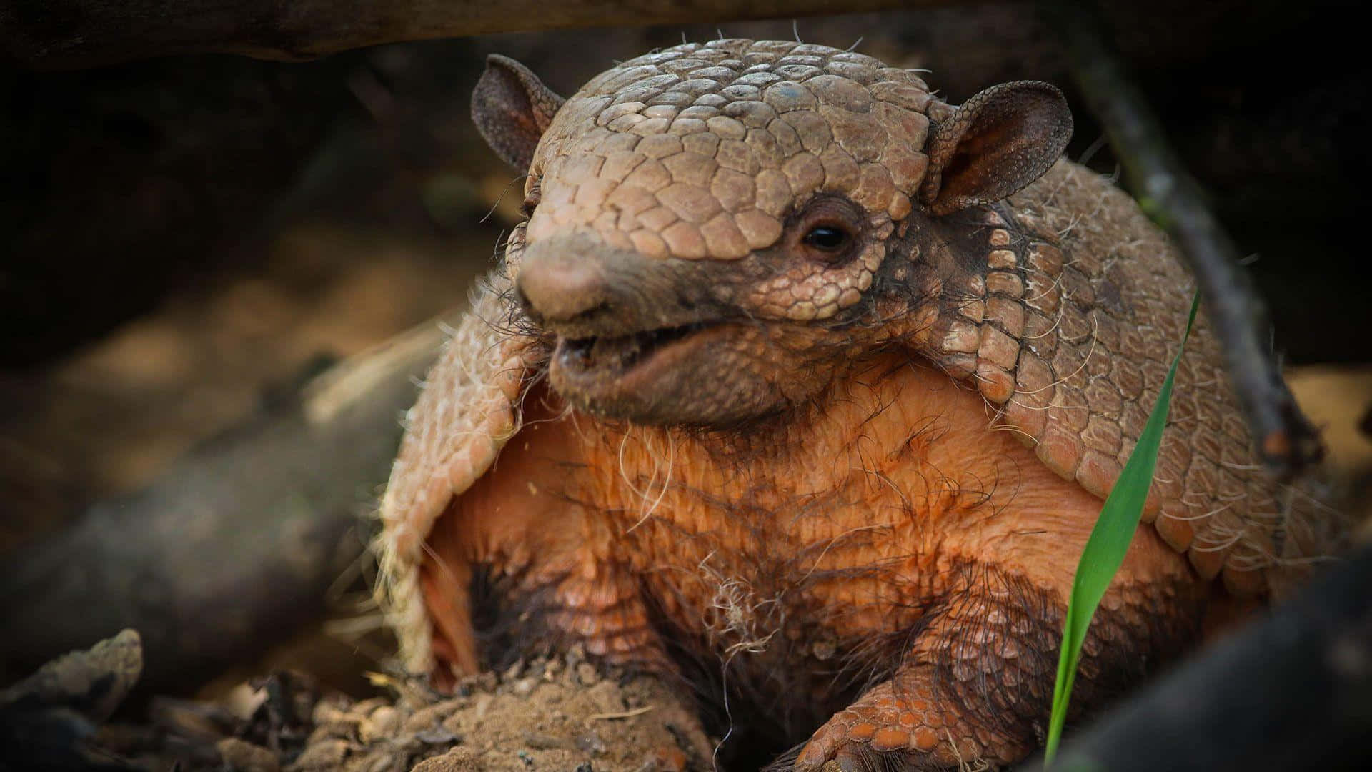 armadillo, natural habitat, textured brown armor, Full HD Desktop Wallpaper