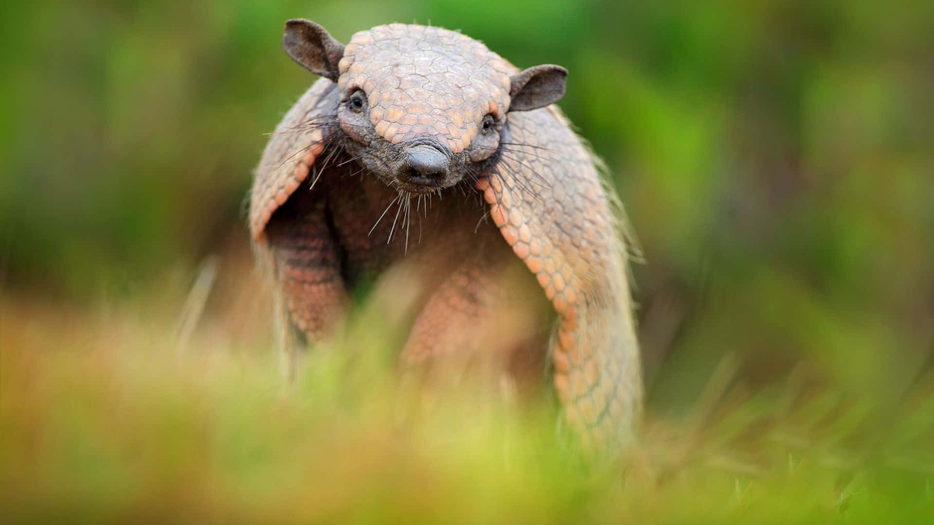 armadillo, grass, lush green field, Full HD Desktop Wallpaper