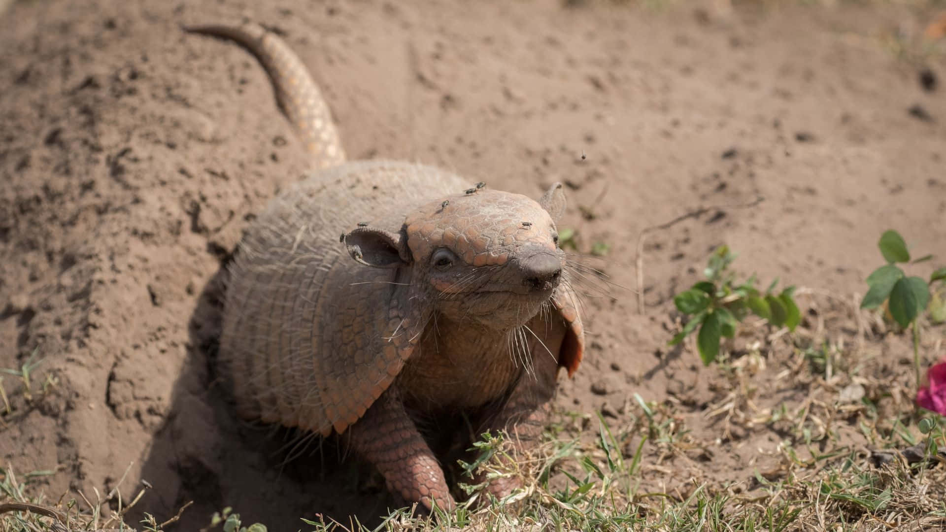 armadillo, dirt mound, dry grassy field, Full HD Desktop Wallpaper