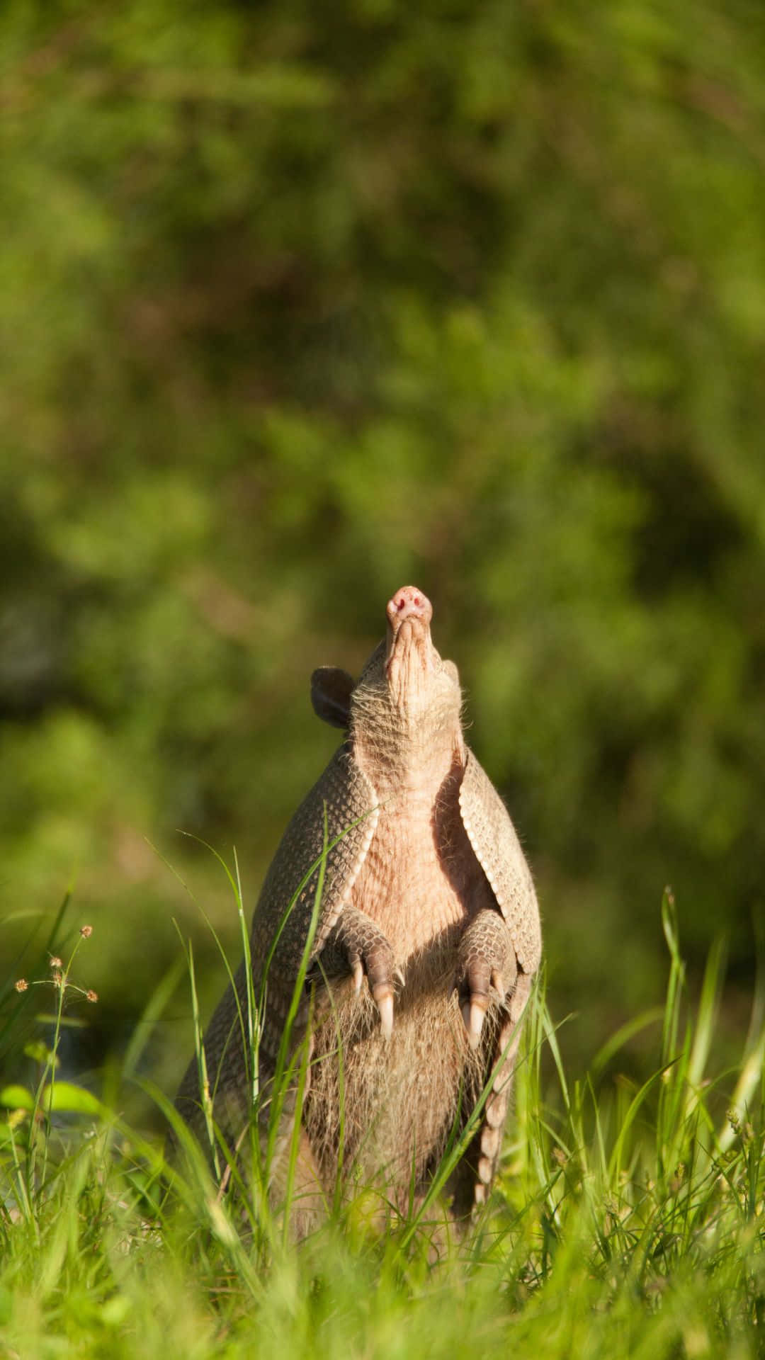 Armadillo, sunlit grass, soft green blurred background, Full HD Phone Wallpaper
