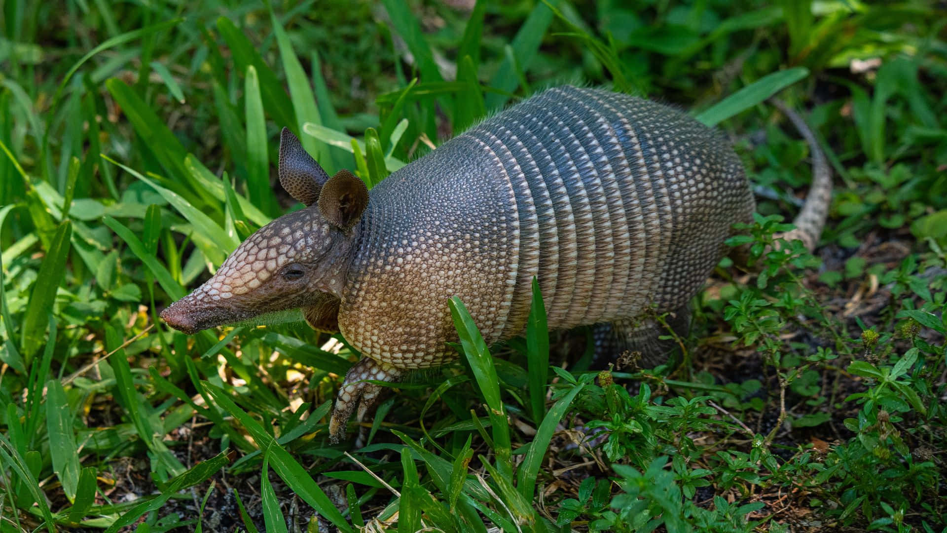 Armadillo, segmented shell, vibrant green grass, Full HD Desktop Wallpaper