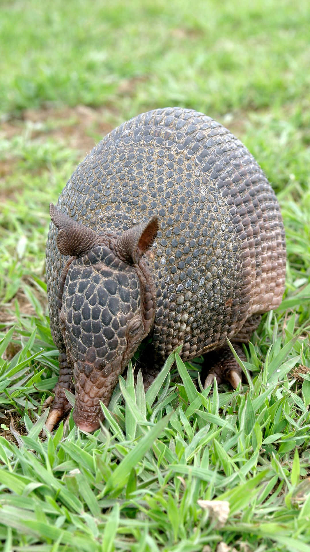 armadillo, vibrant green grass, natural daylight, Full HD Phone Wallpaper