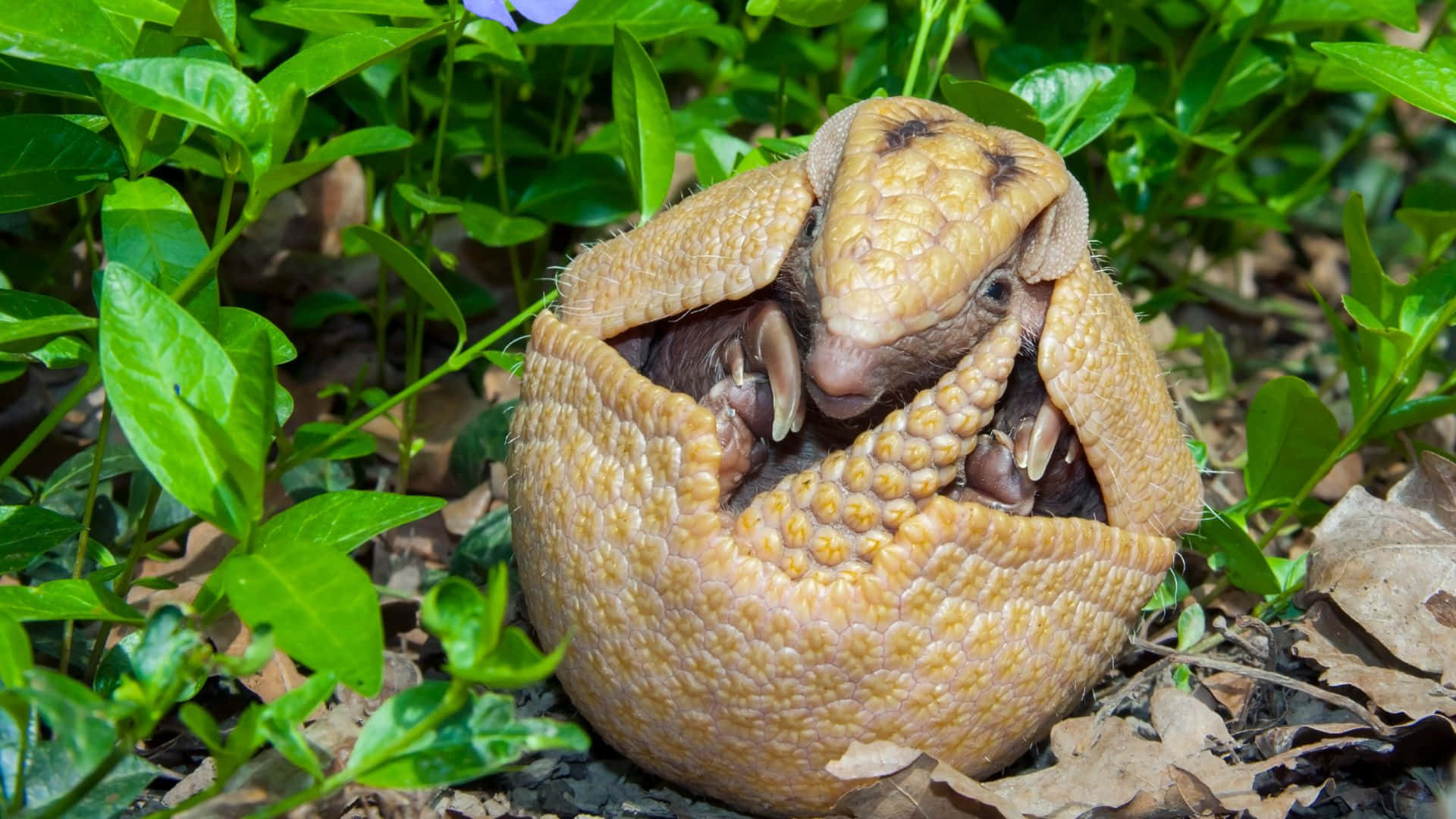 Armadillo, armored shell, lush green foliage, Full HD Desktop Wallpaper