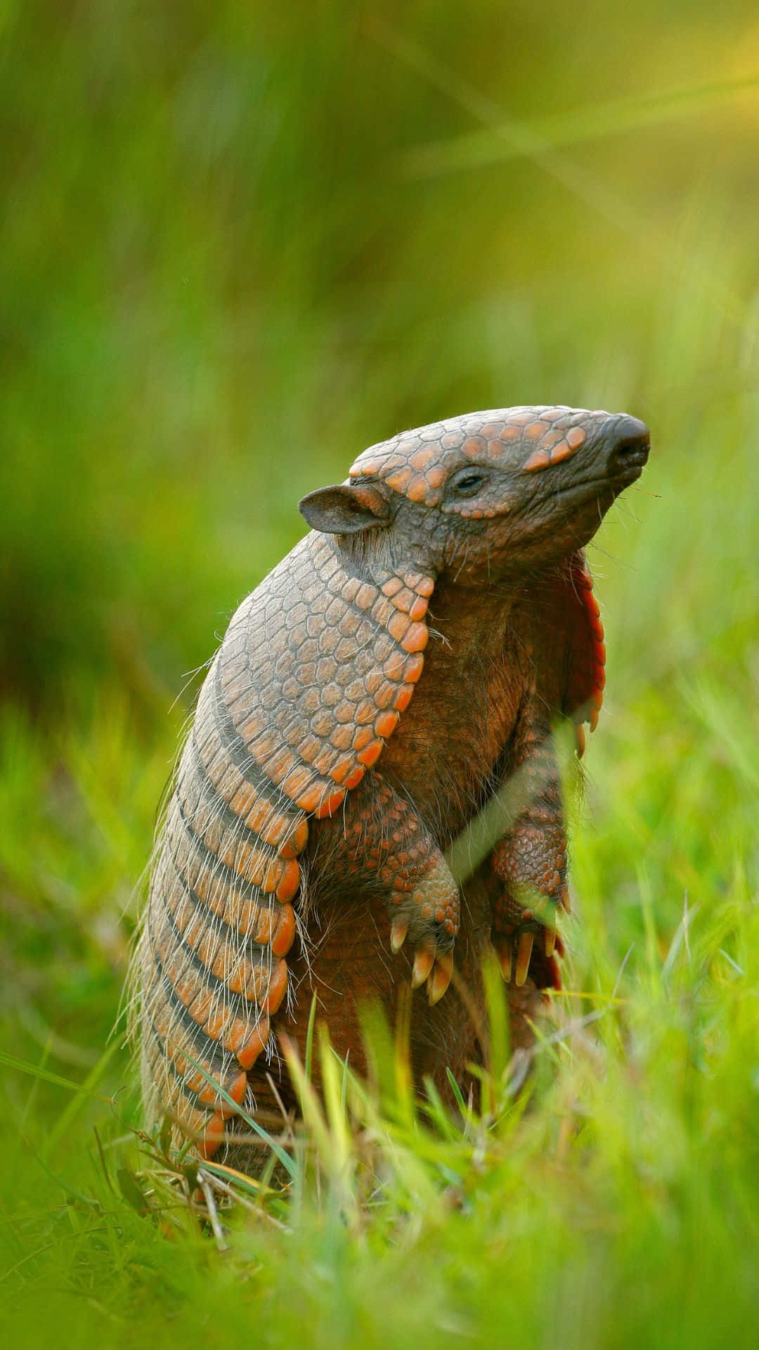 Armadillo, vibrant green grass, soft bokeh background, Full HD Phone Wallpaper