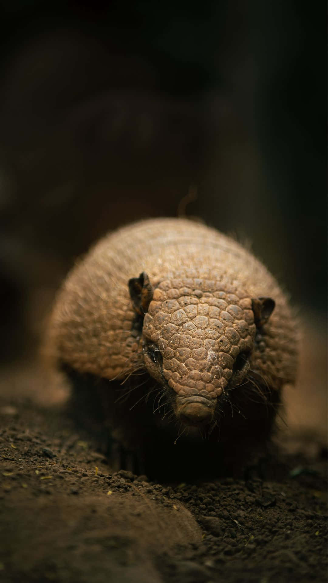 Armadillo, textured brown shell, whiskers, Full HD Phone Wallpaper