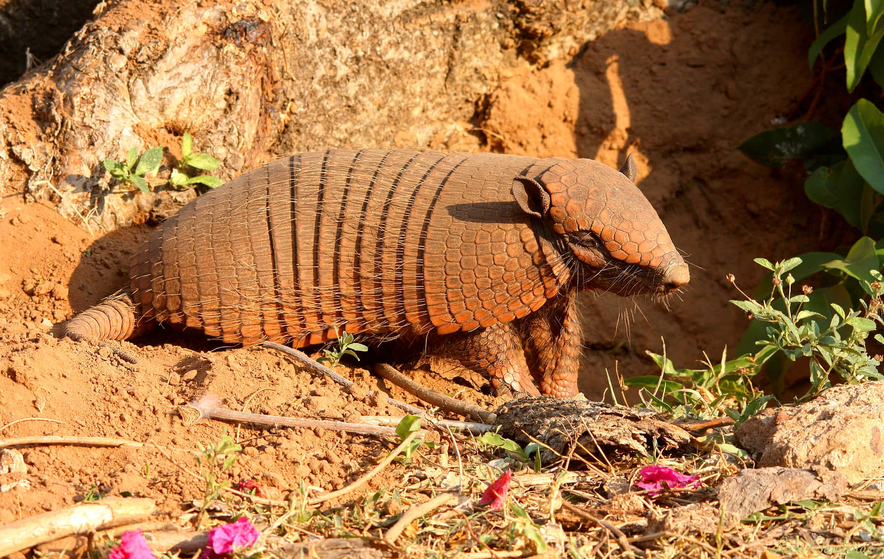 Armadillo, segmented brown armor, dry earth, HD Desktop Wallpaper