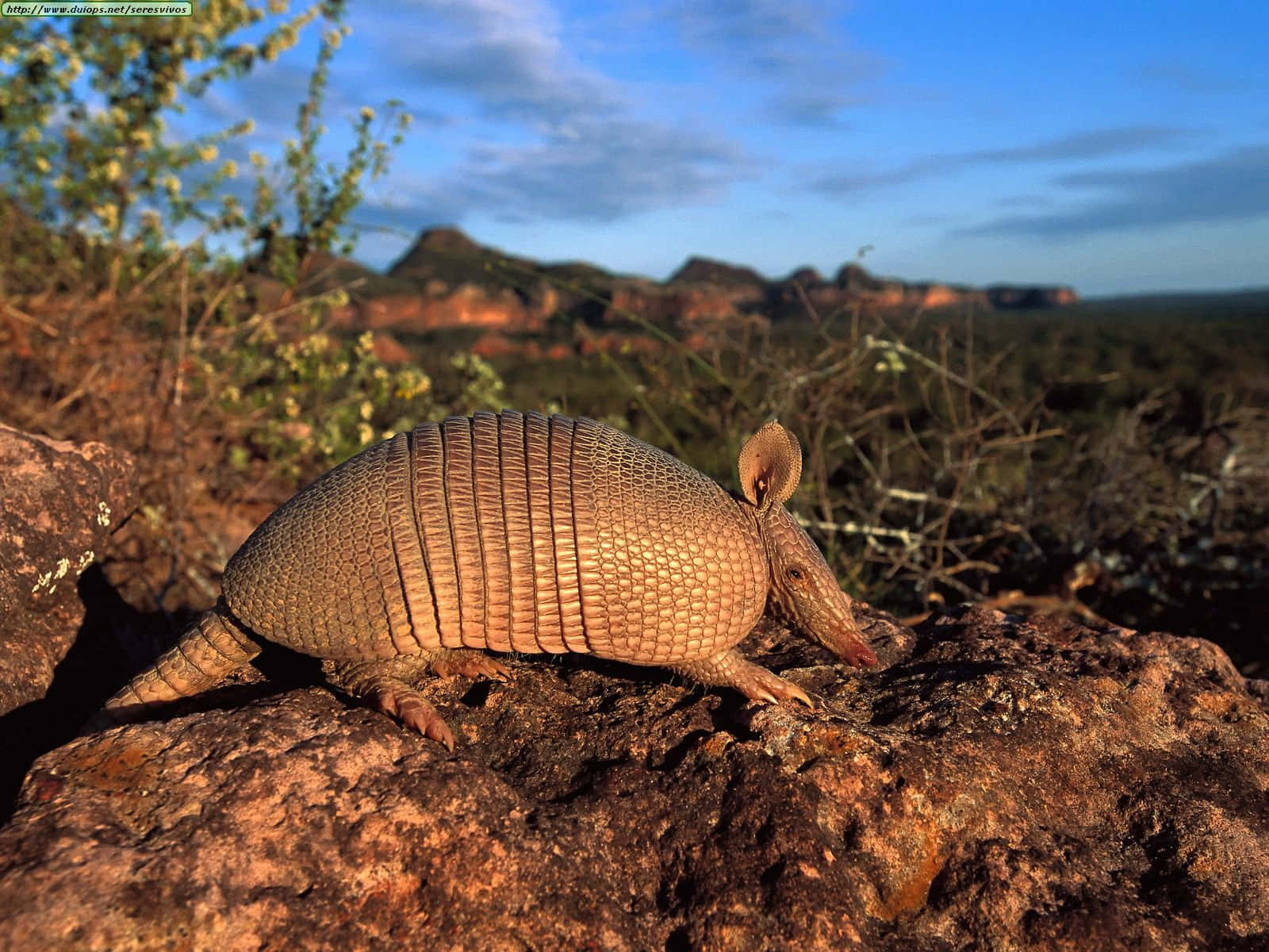Armadillo, segmented armor, sunlit rocks, HD Desktop Wallpaper