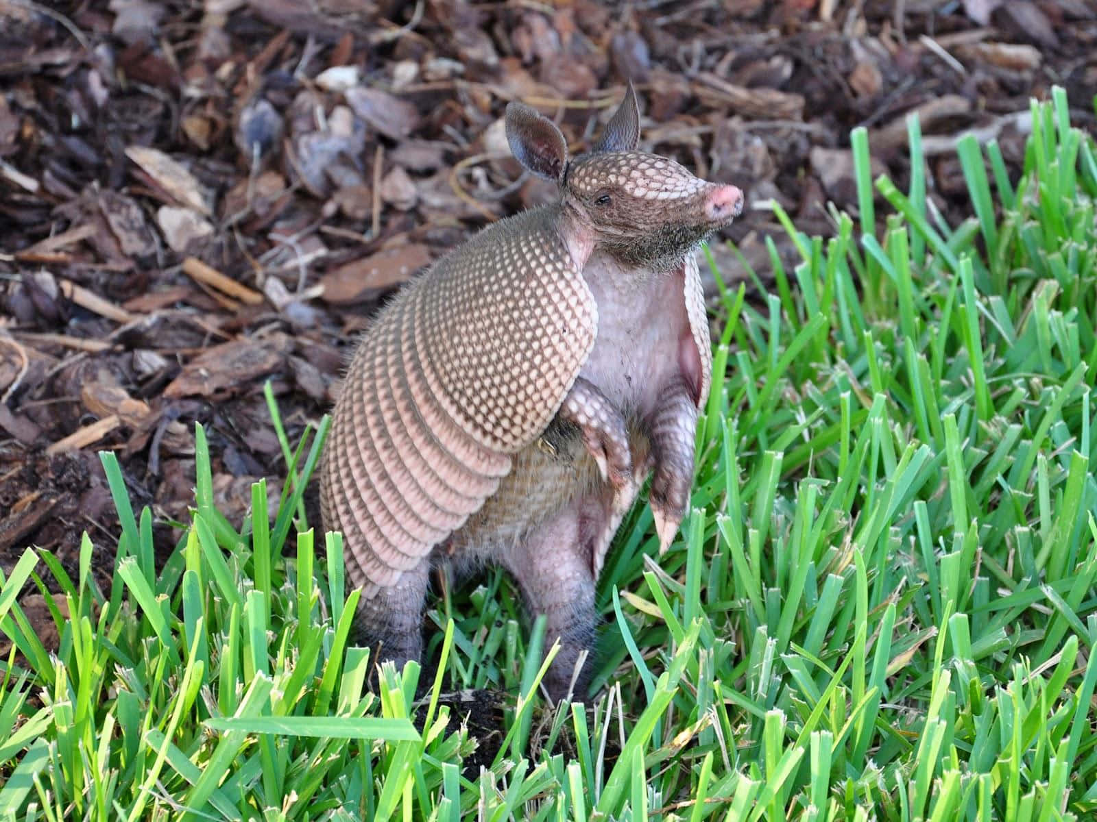 Armadillo, green grass, brown mulch, HD Desktop Wallpaper