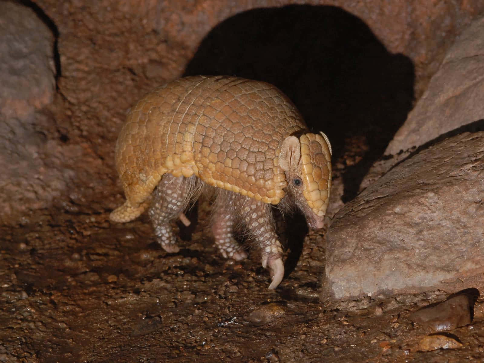 Armadillo, rocky cave, night, HD Desktop Wallpaper