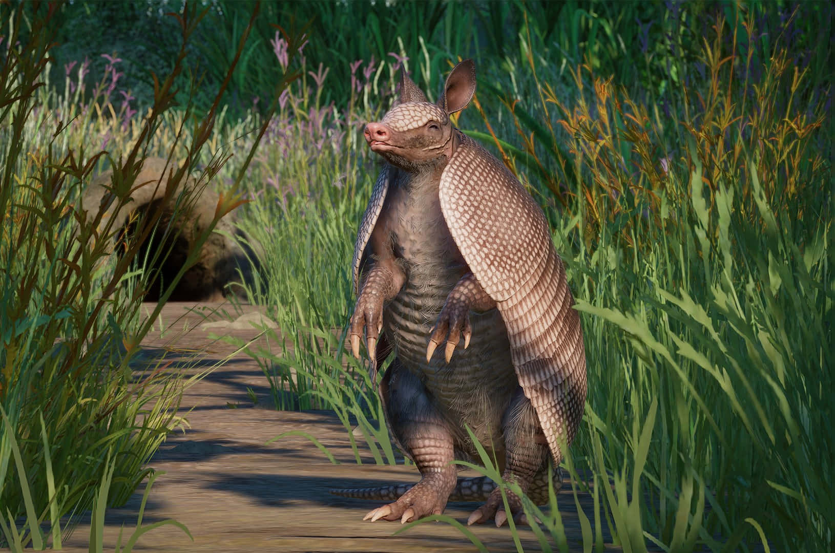 Armadillo, wooden path, tall green grass, HD Desktop Wallpaper