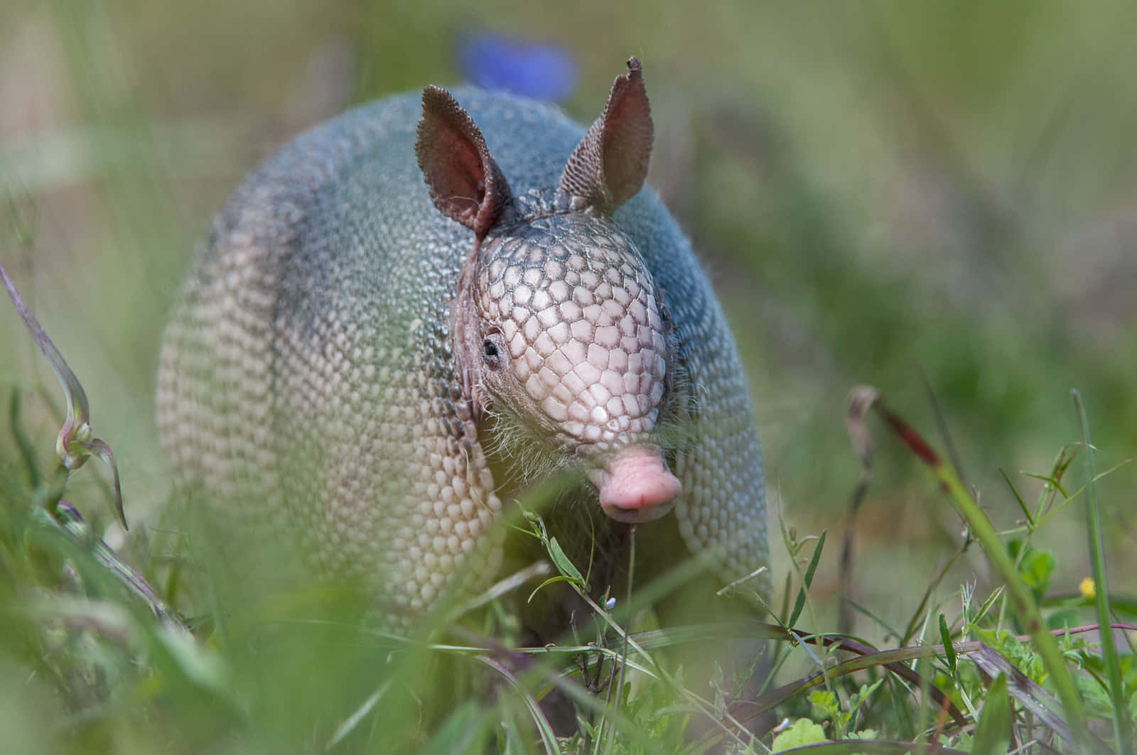 armadillo, green grass, textured shell, HD Desktop Wallpaper