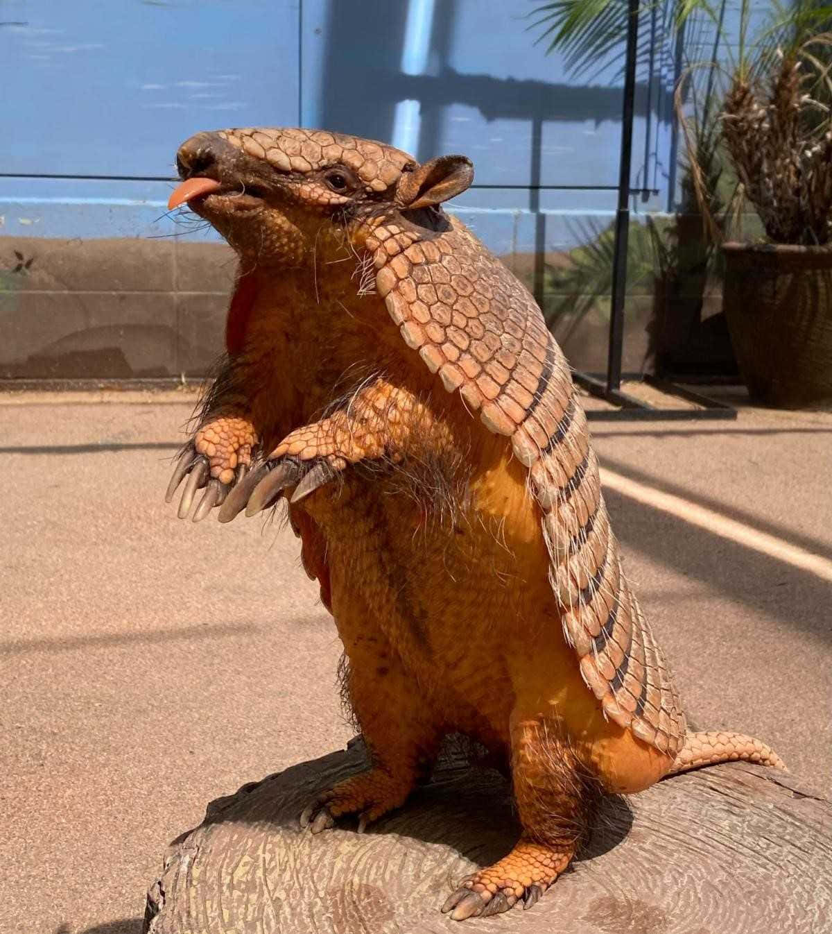 Armadillo, log, sunny zoo enclosure, HD Phone Wallpaper