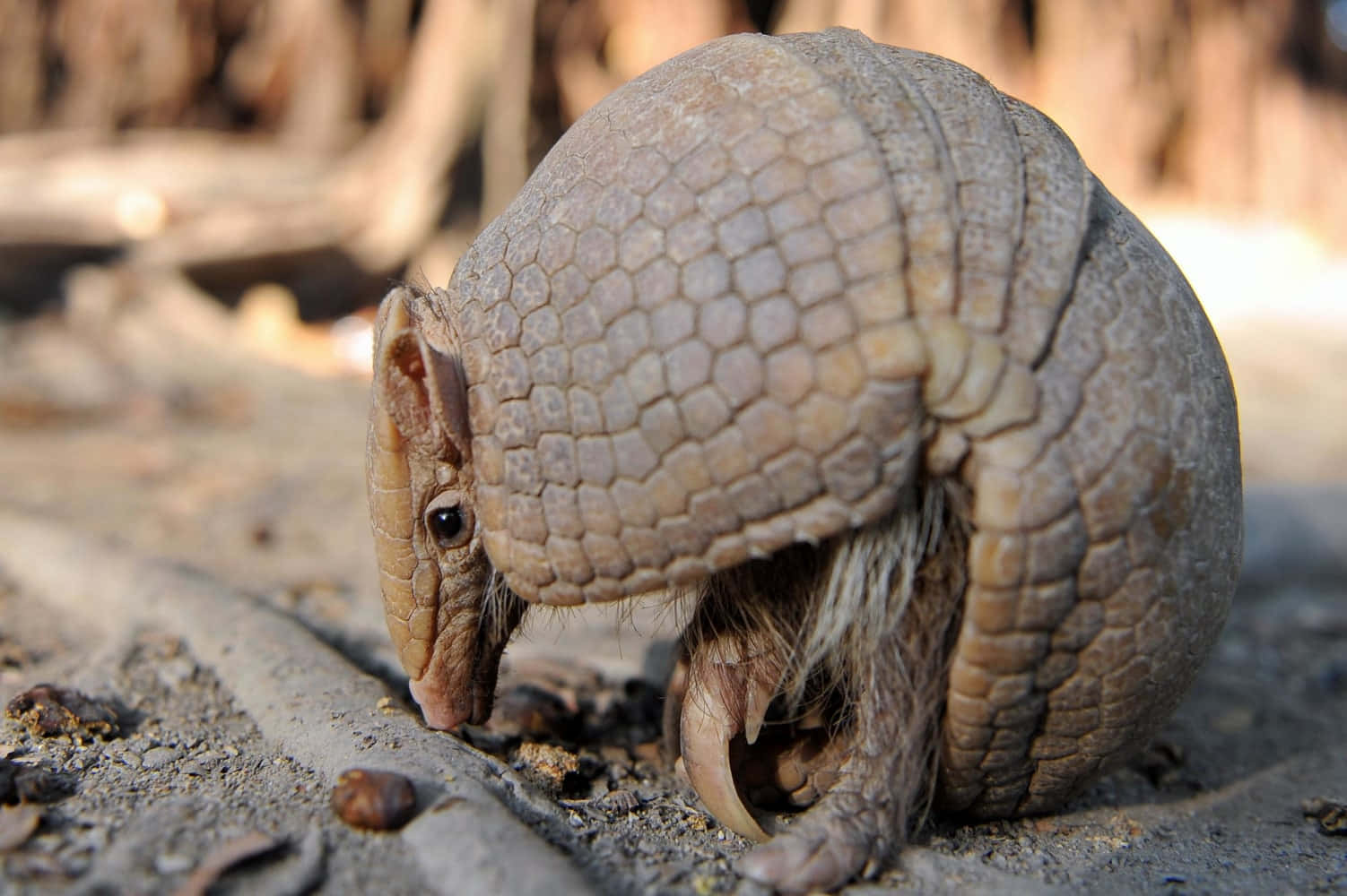 armadillo, sandy ground, blurred wooden logs, HD Desktop Wallpaper