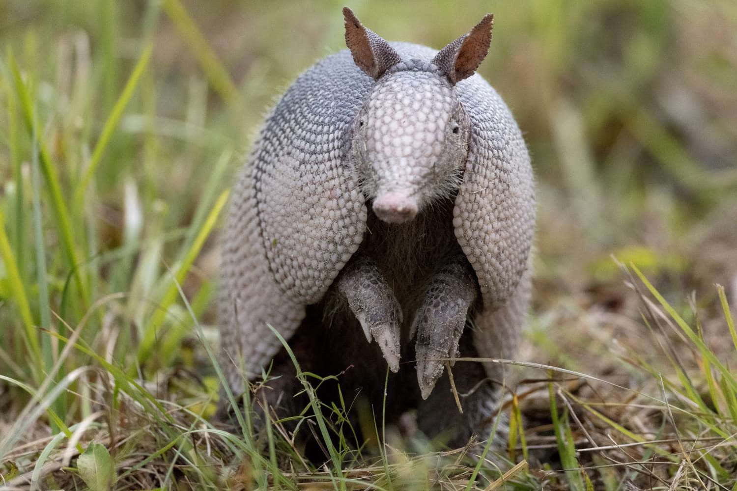 Armadillo, grass, armored shell, HD Desktop Wallpaper