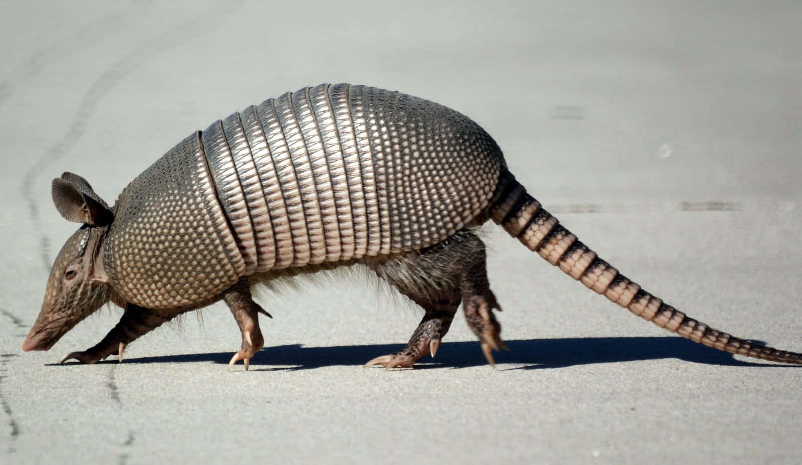 Armadillo, segmented armor, long striped tail, HD Desktop Wallpaper
