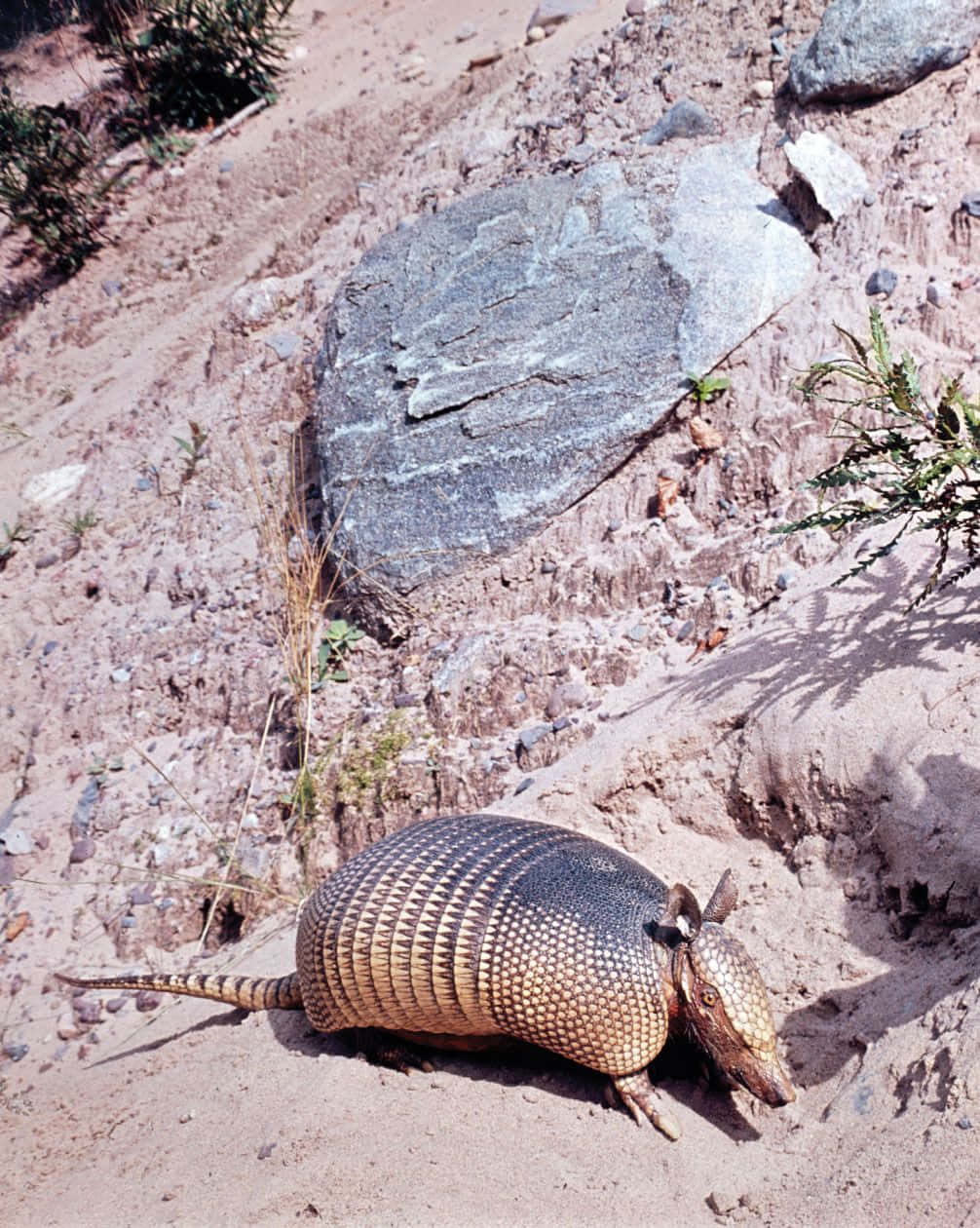 armadillo, segmented shell, sunlit sandy terrain, SD Phone Wallpaper