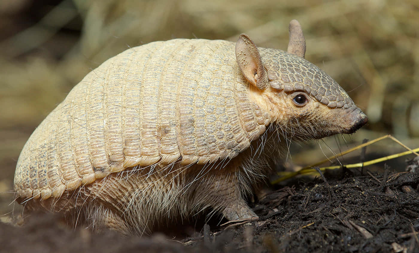 armadillo, textured armor, whiskers, HD Desktop Wallpaper