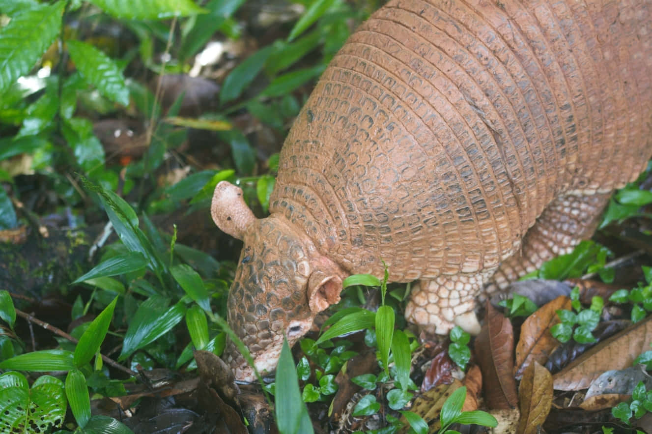 Armadillo, natural habitat, textured brown armor, HD Desktop Wallpaper
