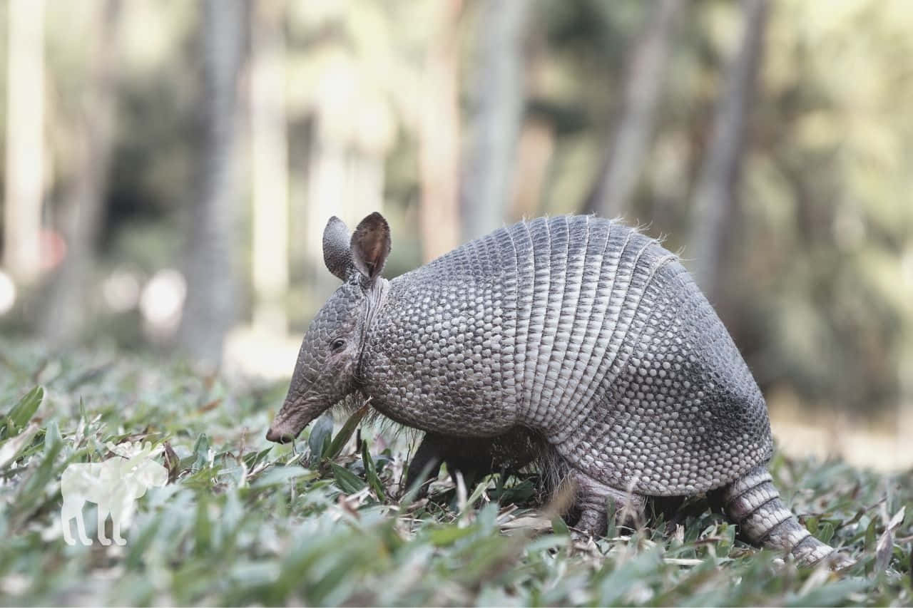 Armadillo, segmented gray shell, sunlit green grass, HD Desktop Wallpaper