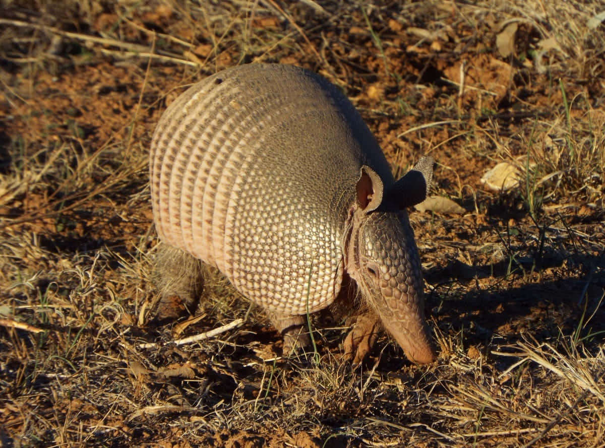 Armadillo, segmented shell, dry grass, SD Desktop Wallpaper
